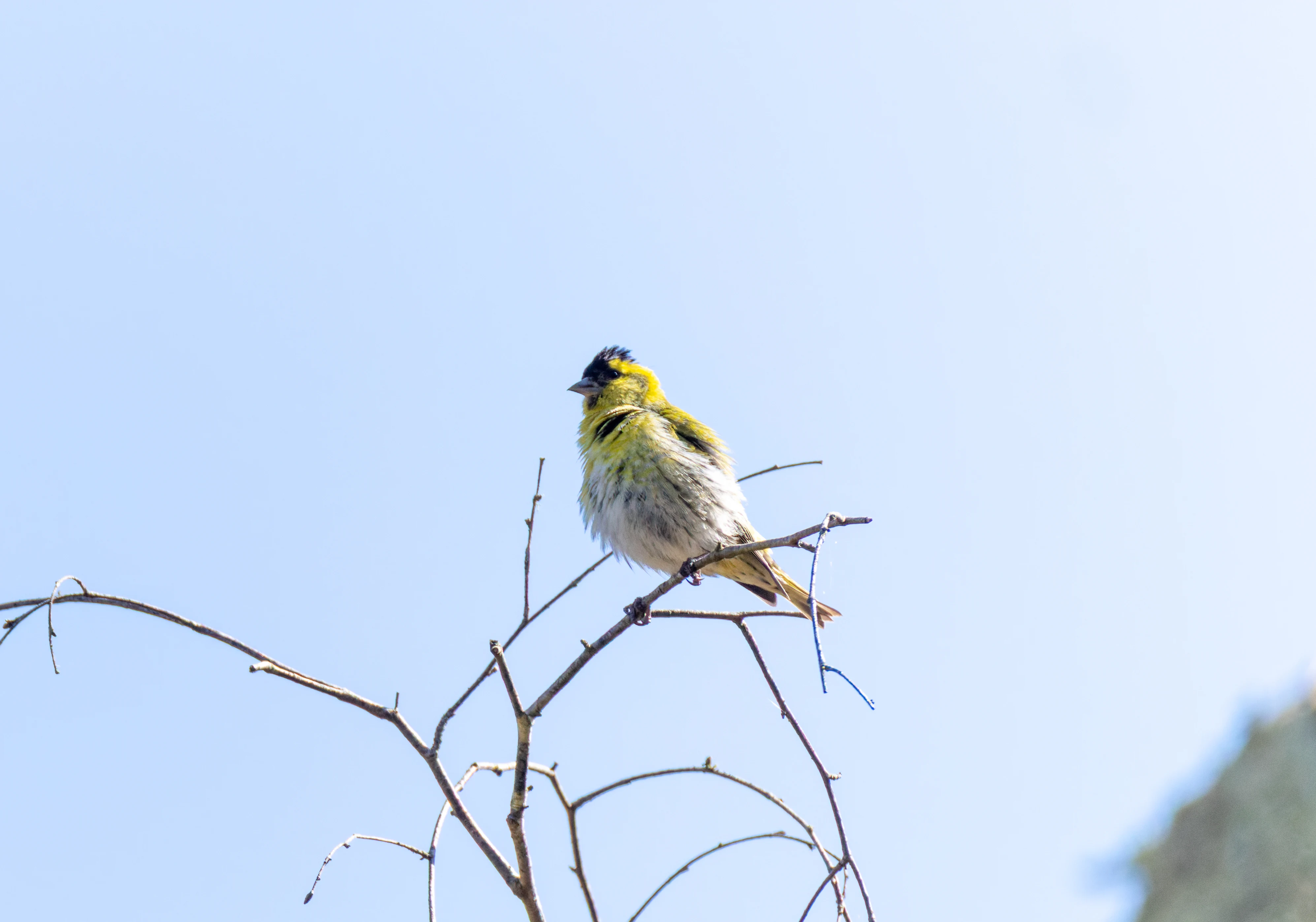 Siskin, Pig Bush, Hampshire, UK — photo by Orlando Prugel-Bennett