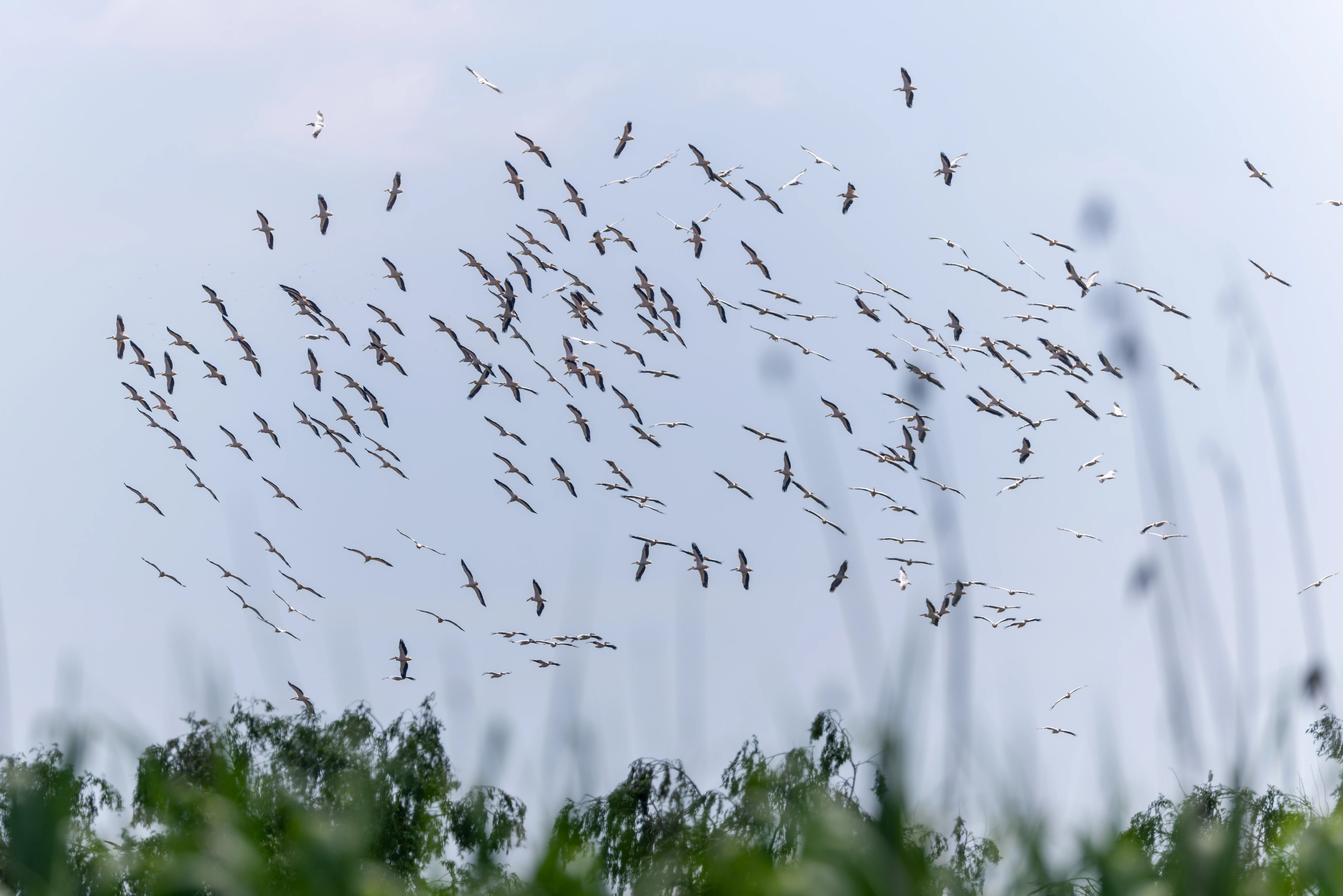 Flock of Great White Pelicans in flight, Danube Delta, Romania — photo by Orlando Prugel-Bennett