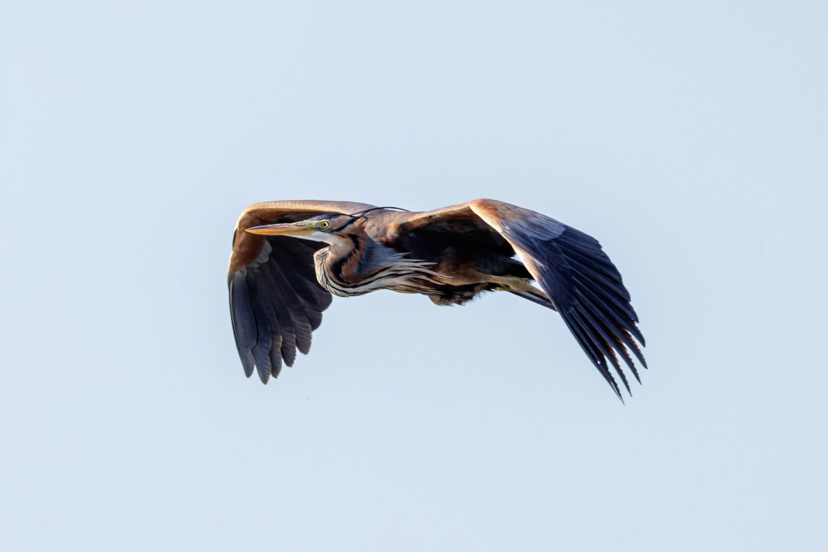 Purple Heron, Danube Delta, Romania — photo by Orlando Prugel-Bennett