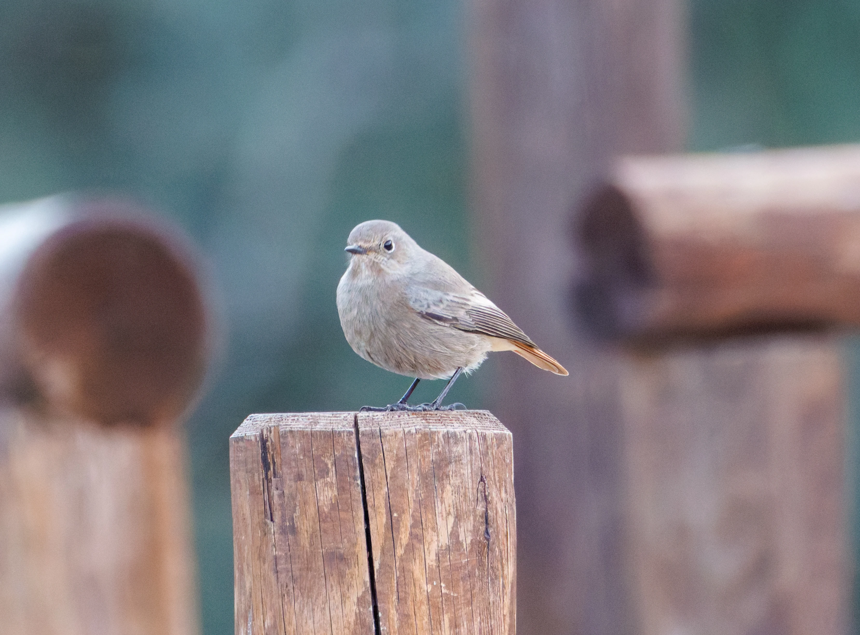 Black Redstart, Clot de Galvany, Alicante, Spain — photo by Orlando Prugel-Bennett