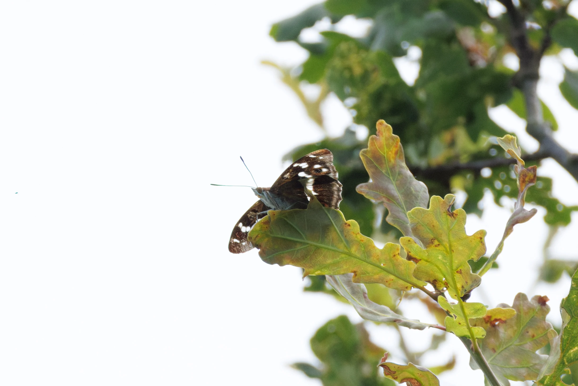 Purple Emperor, Knepp, West Sussex, UK — photo by Orlando Prugel-Bennett