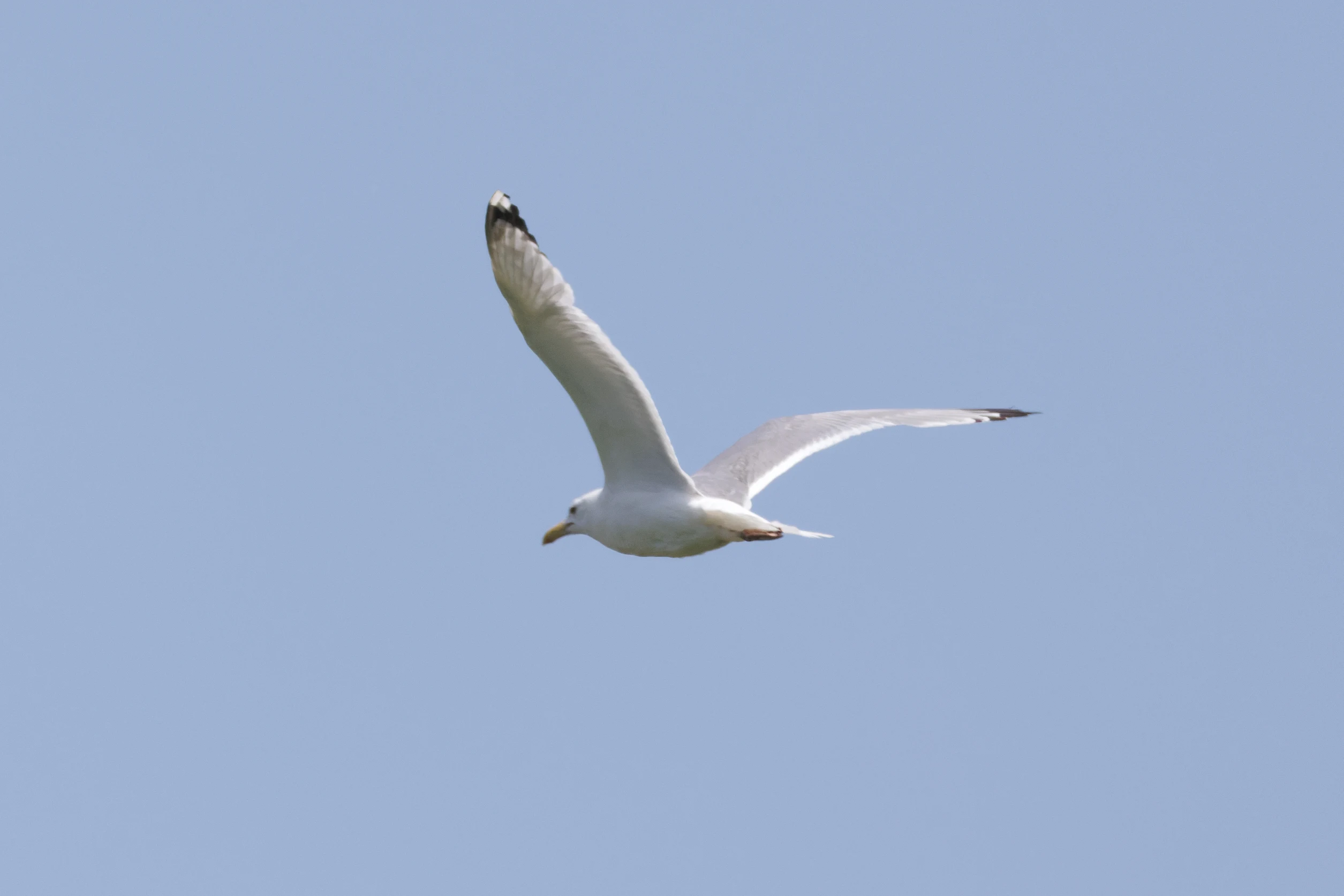 Yellow-legged Gull in flight, Danube Delta, Romania — photo by Orlando Prugel-Bennett