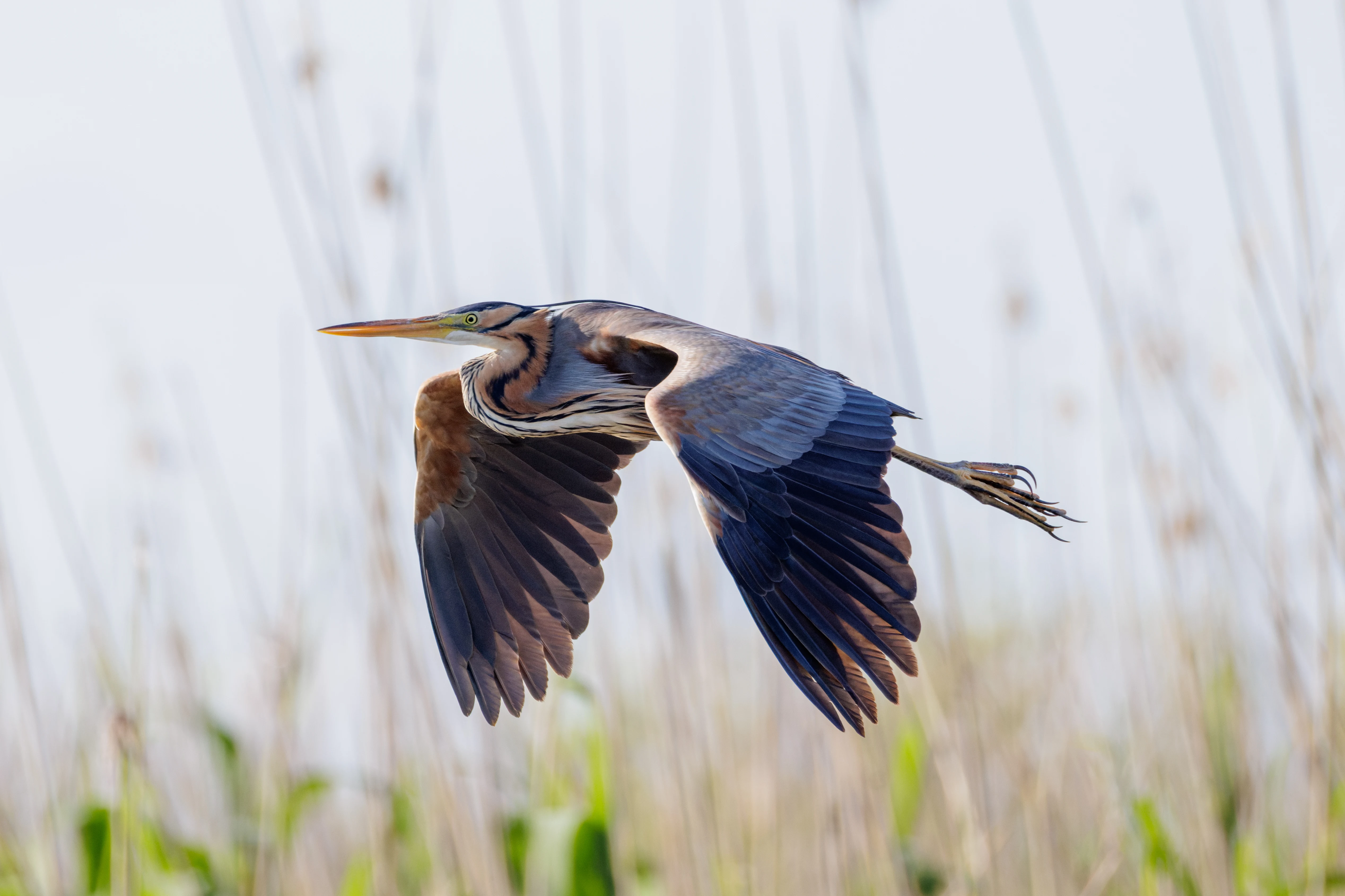 Purple Heron, Danube Delta, Romania — photo by Orlando Prugel-Bennett