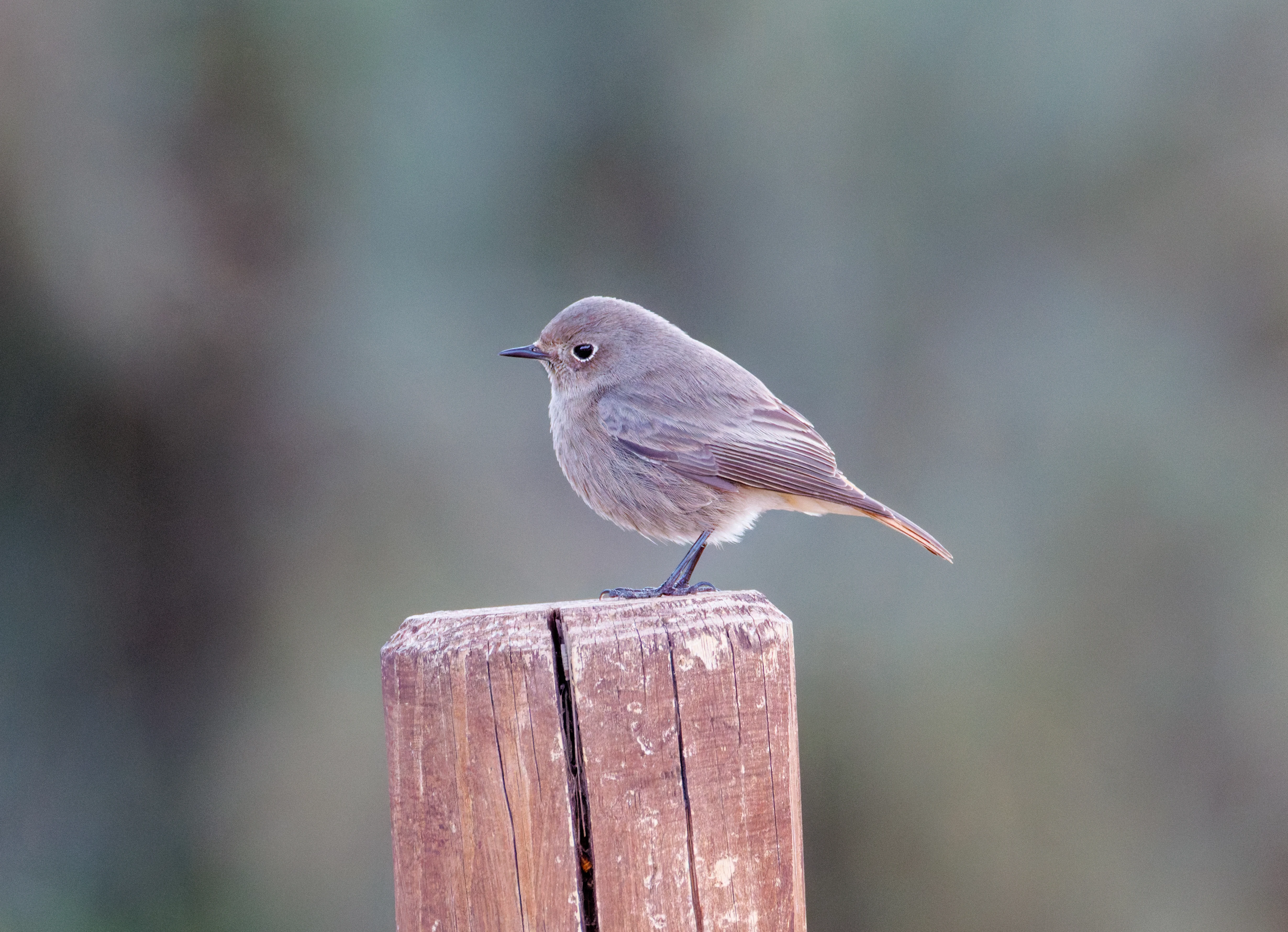 Black Redstart, Clot de Galvany, Alicante, Spain — photo by Orlando Prugel-Bennett