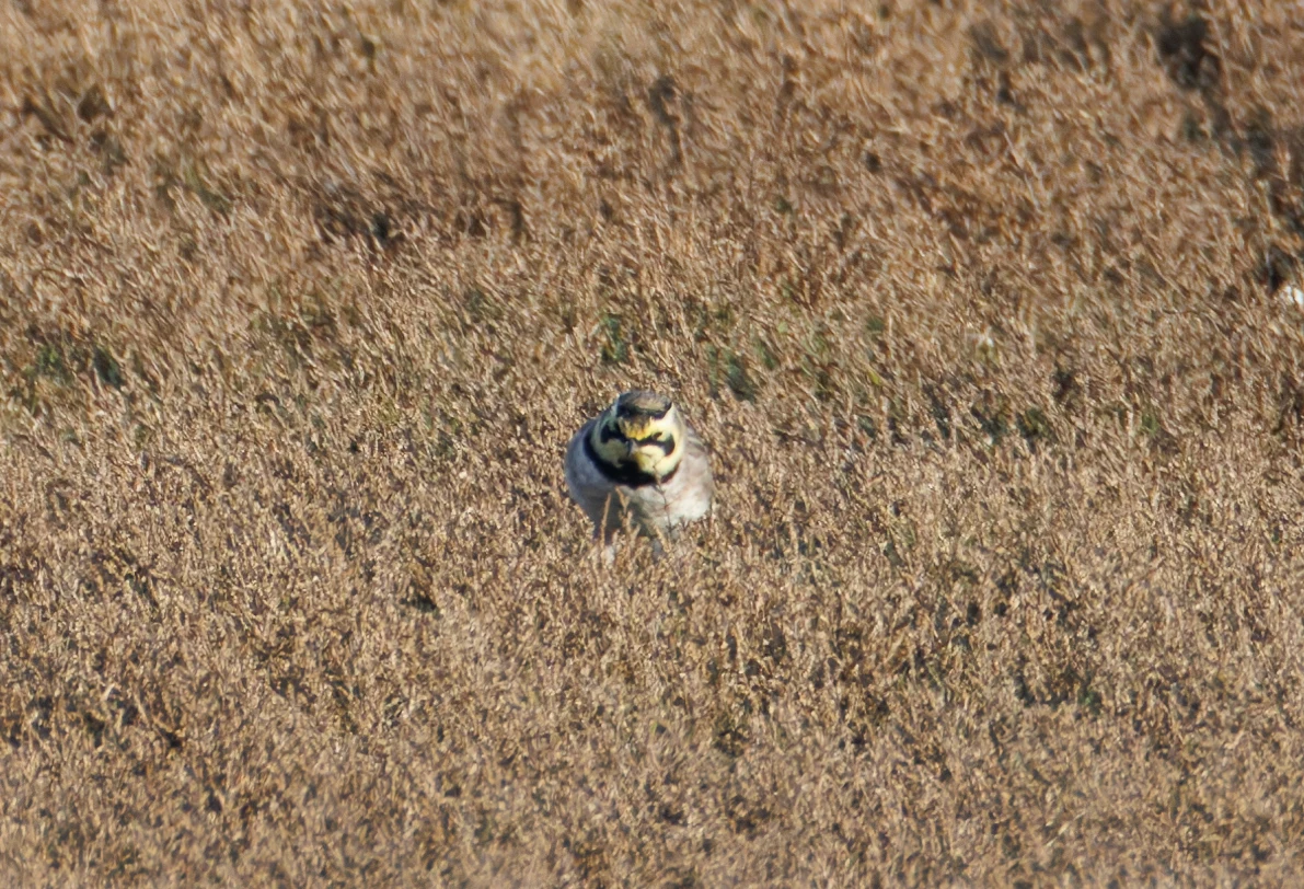 Shore Lark, UK — photo by Orlando Prugel-Bennett