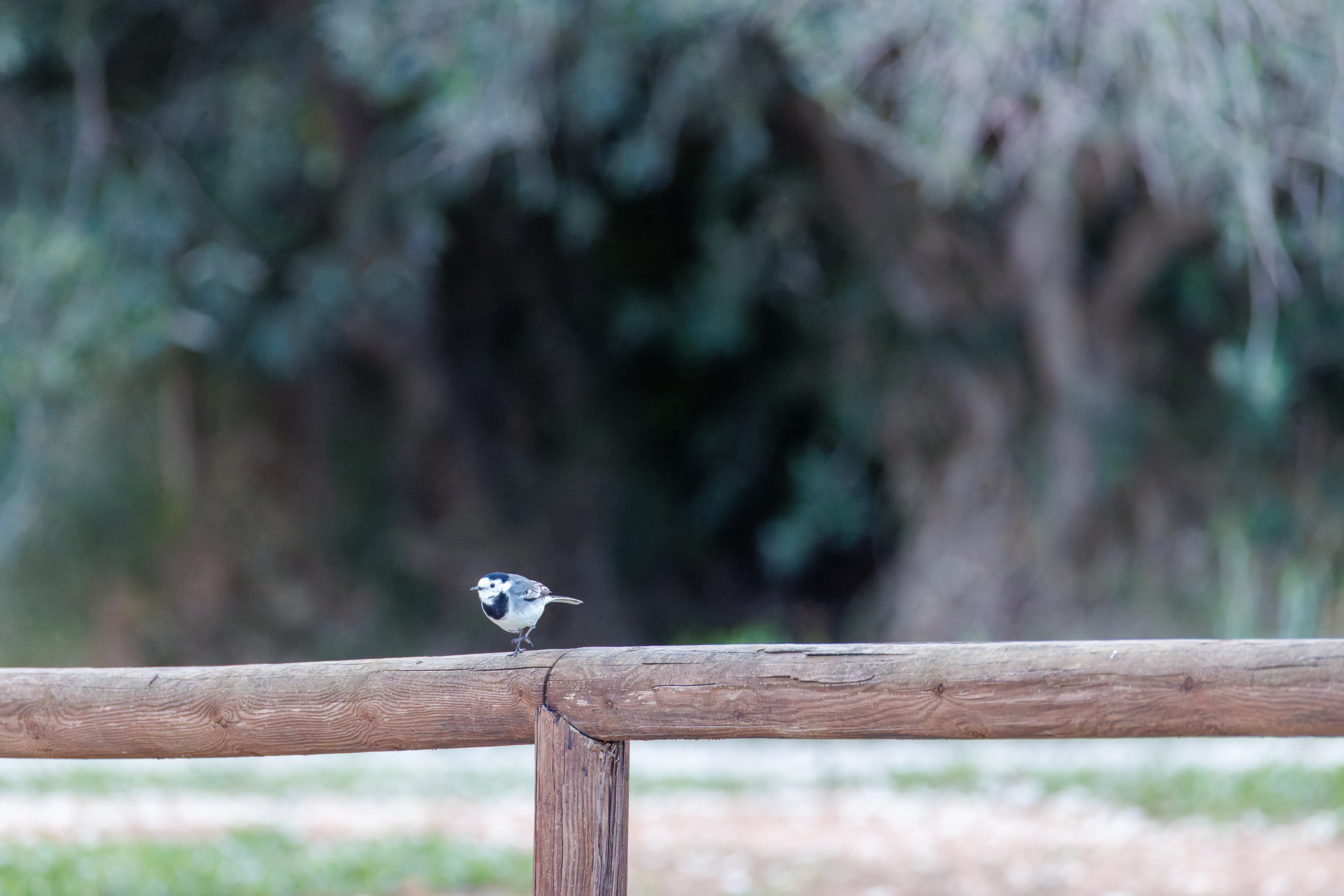 White Wagtail, Clot de Galvany, Alicante, Spain — photo by Orlando Prugel-Bennett