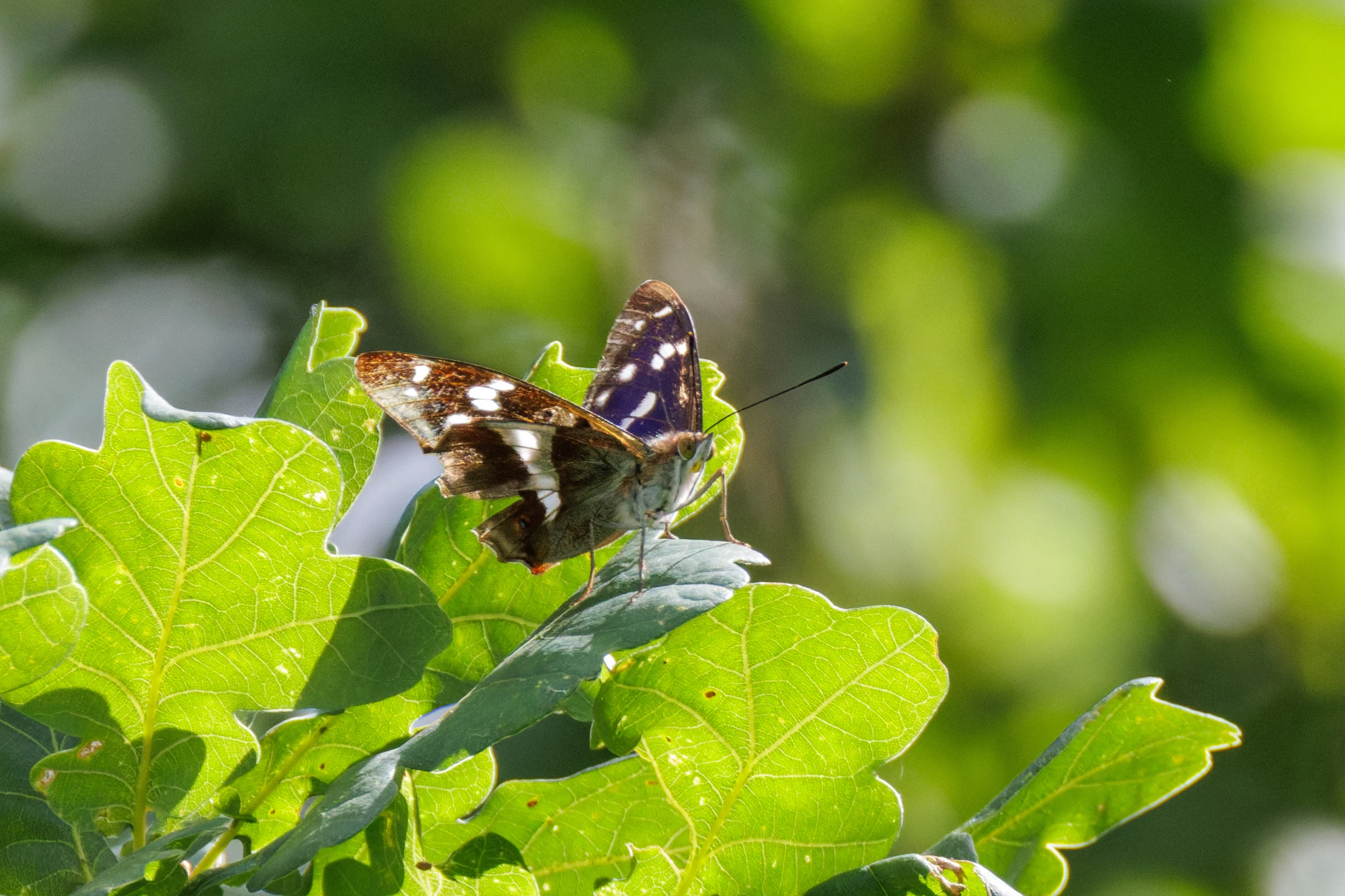 Purple Emperor, Knepp, West Sussex, UK — photo by Orlando Prugel-Bennett