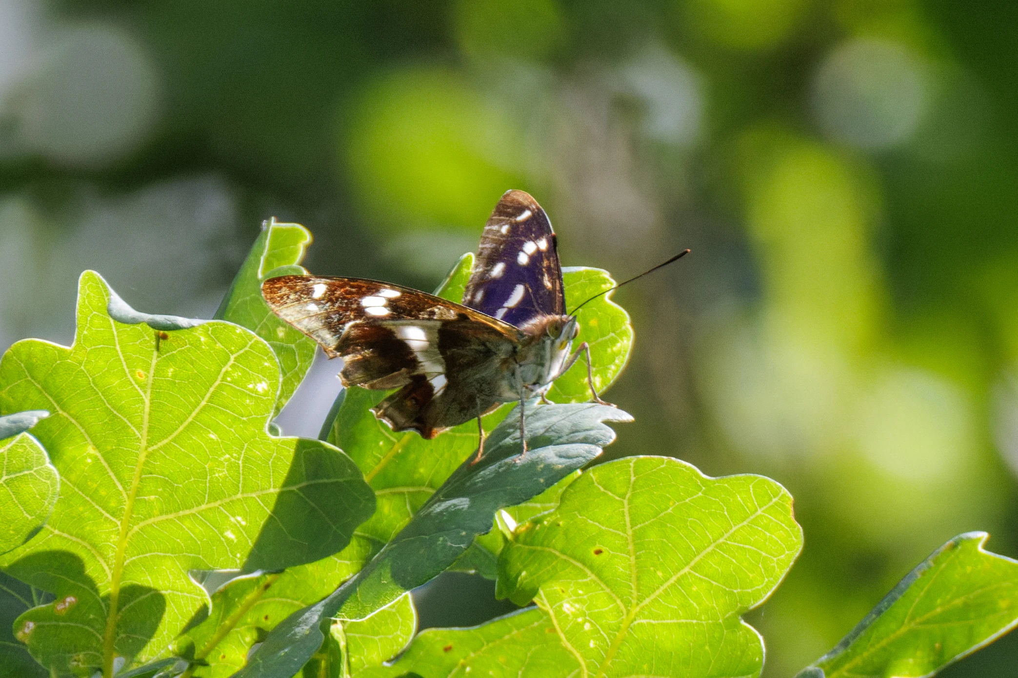 Purple Emperor, Knepp, West Sussex, UK — photo by Orlando Prugel-Bennett
