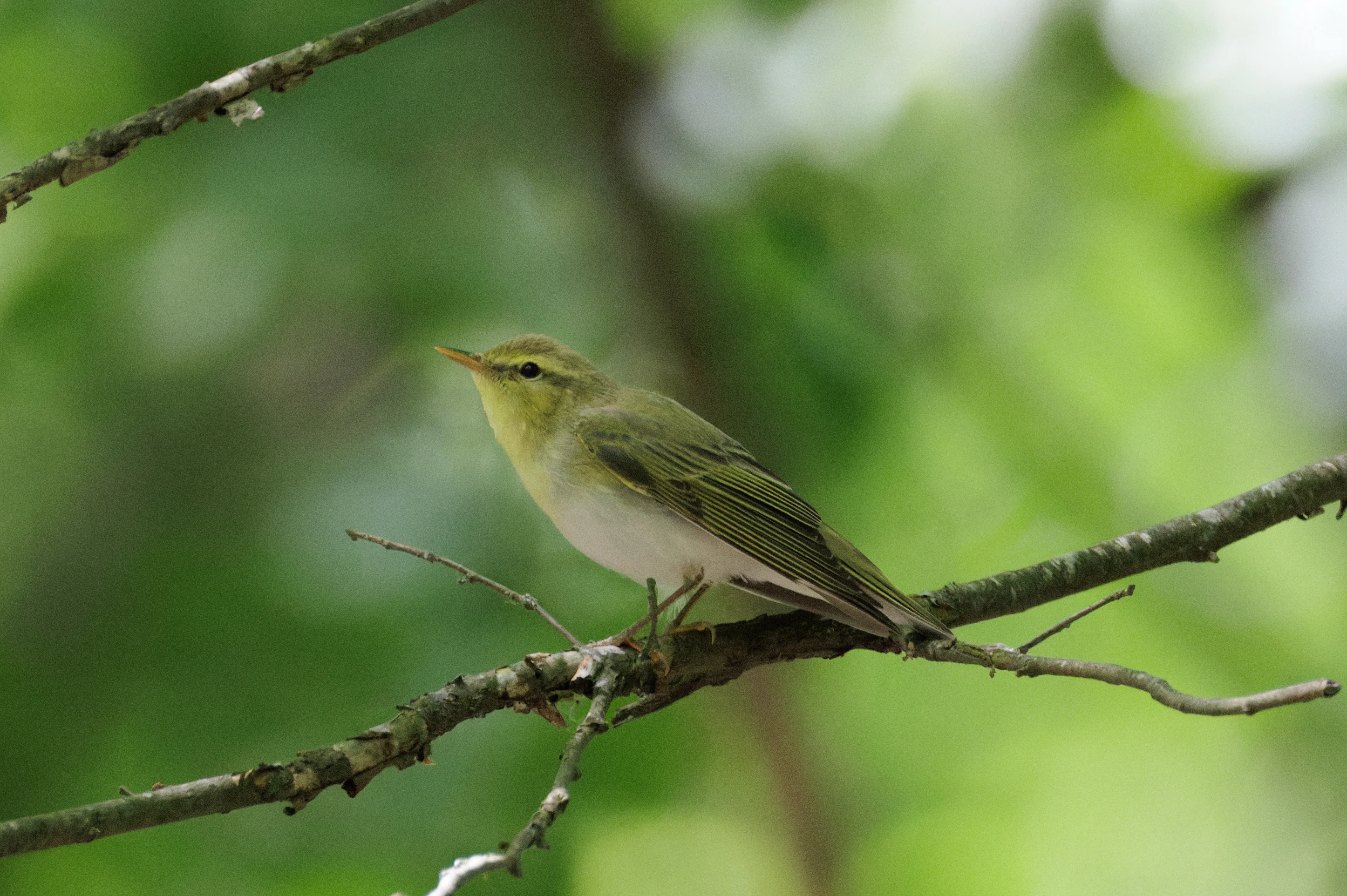 Wood Warbler, Romanian Steppe, Romania — photo by Orlando Prugel-Bennett