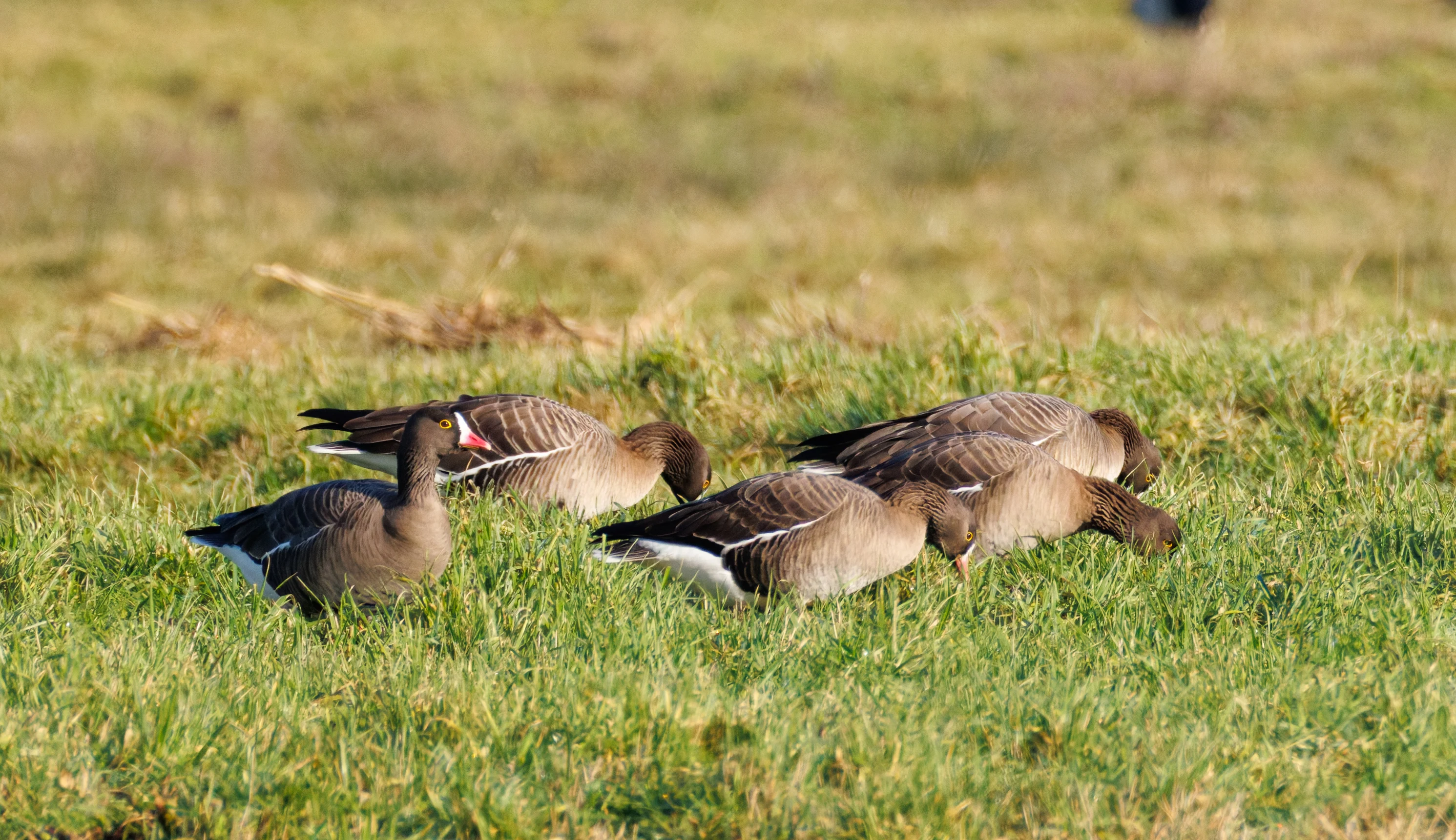 Lesser White-fronted Geese, Netherlands — photo by Orlando Prugel-Bennett