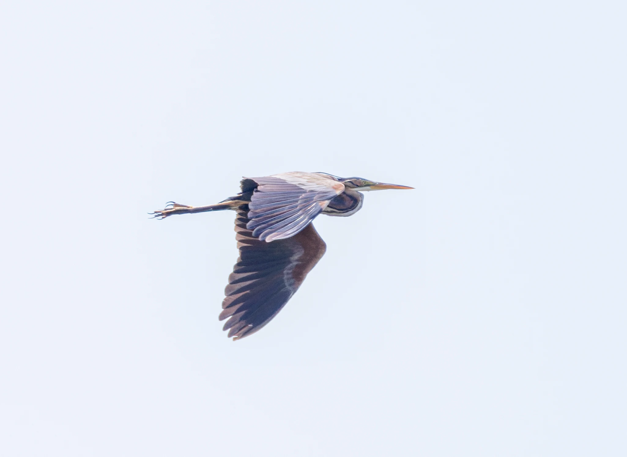 Purple Heron in flight, Danube Delta, Romania — photo by Orlando Prugel-Bennett