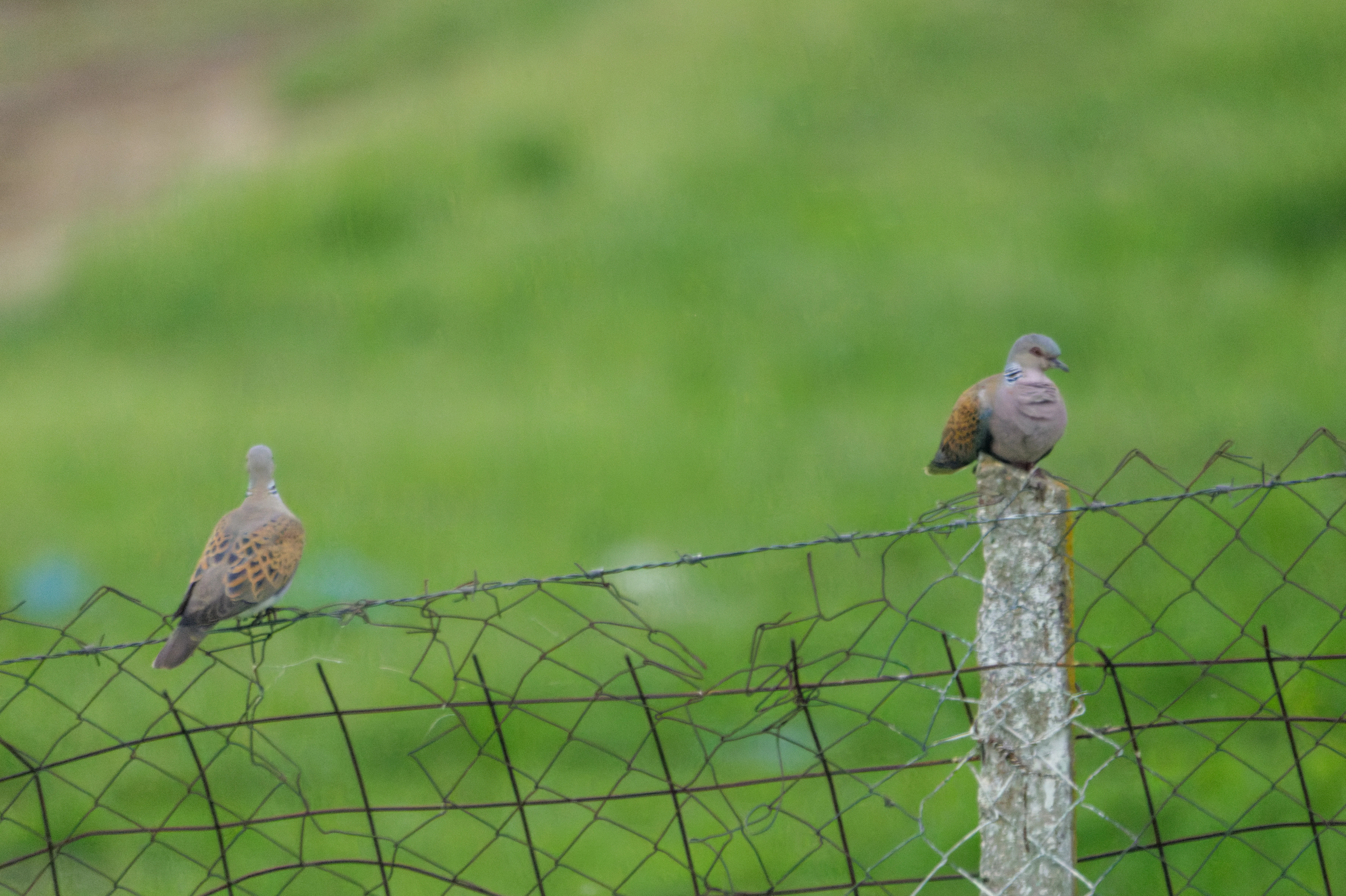 Turtle Doves, Romania — photo by Orlando Prugel-Bennett