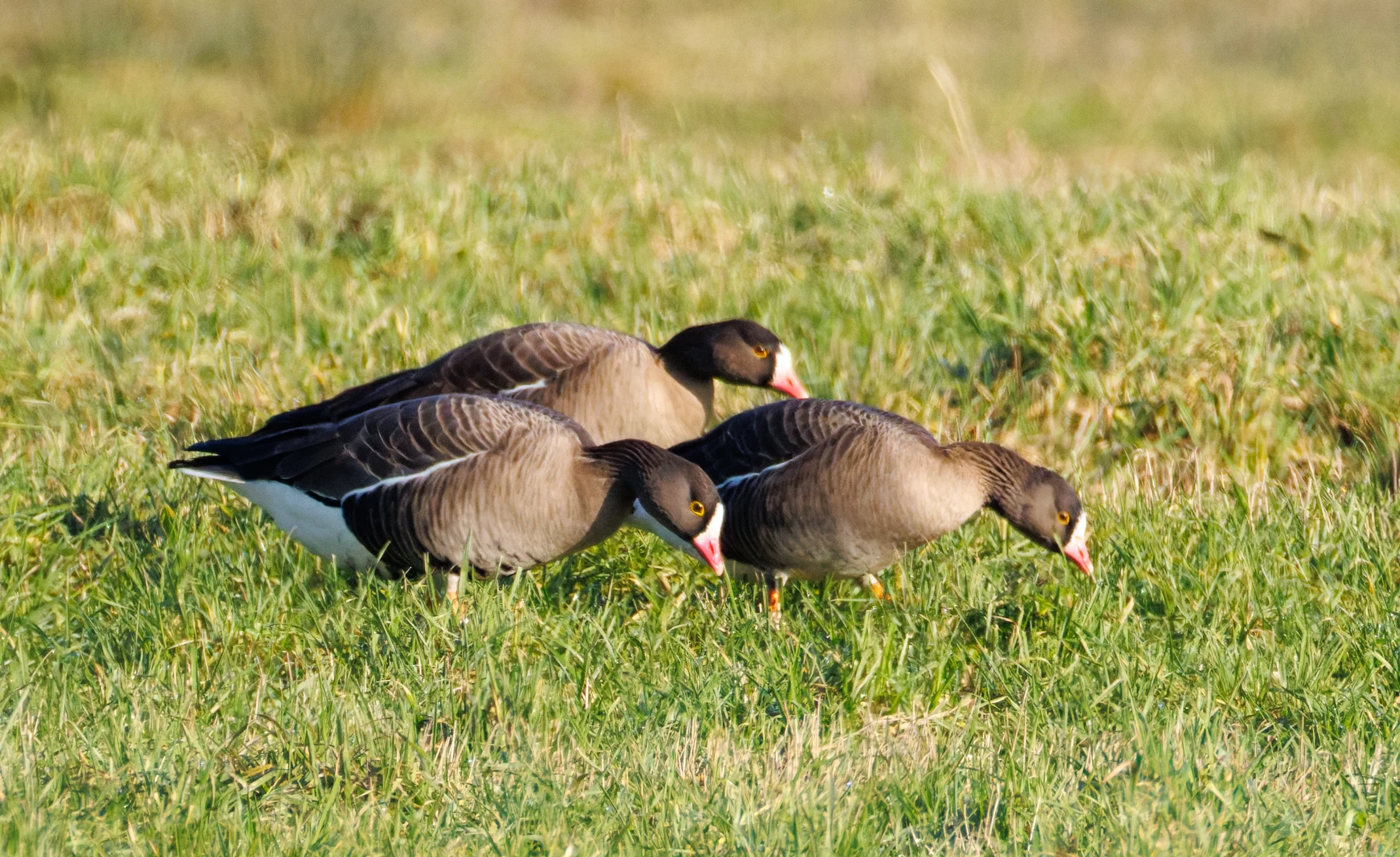 Lesser White-fronted Geese, Netherlands — photo by Orlando Prugel-Bennett