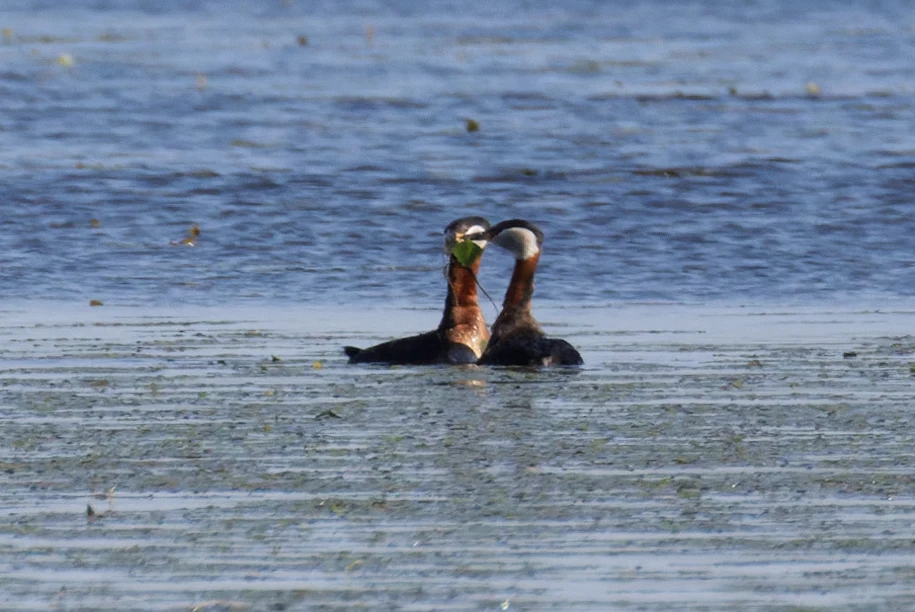 Red-necked Grebes, Danube Delta, Romania — photo by Orlando Prugel-Bennett