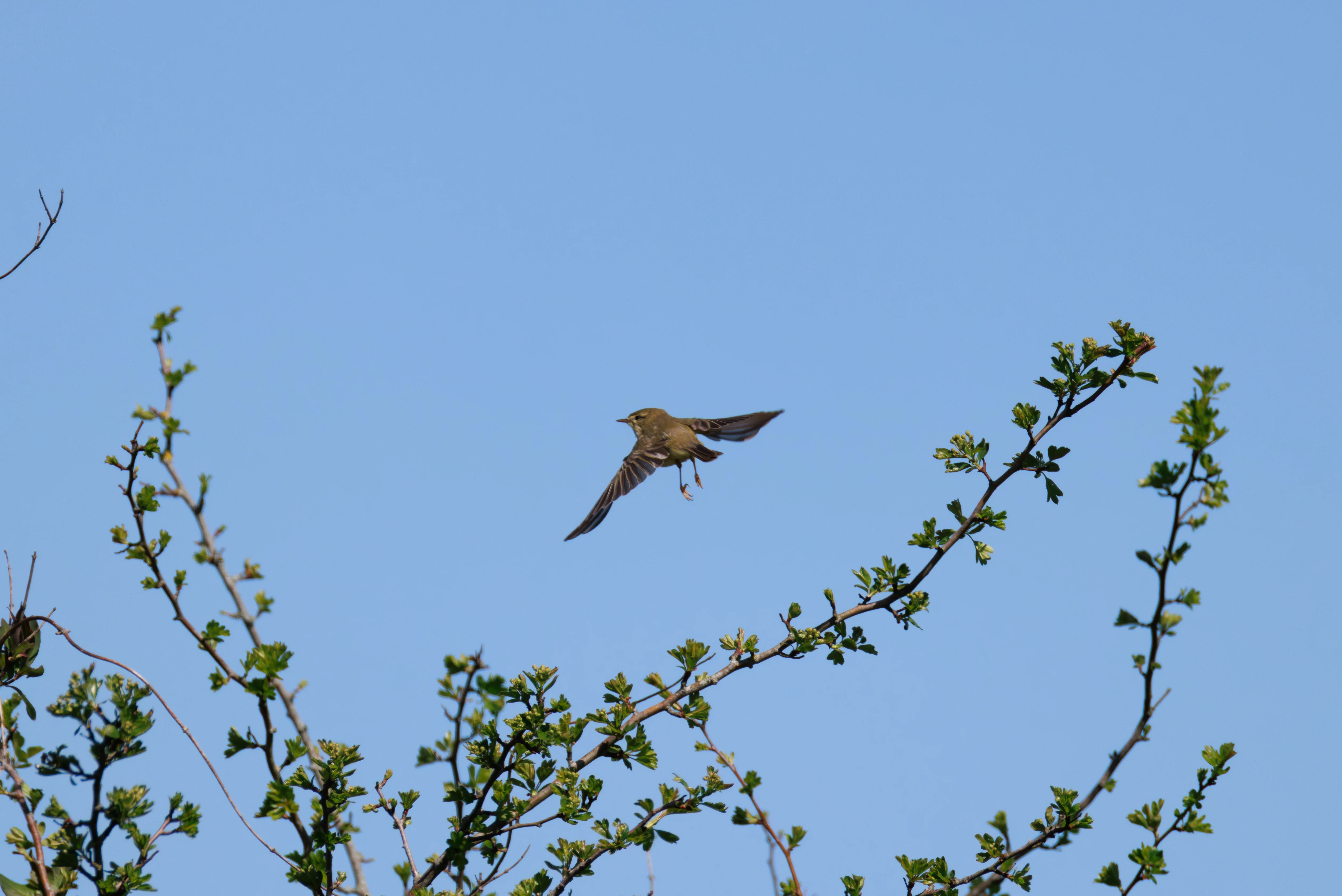 Meadow Pipit in flight, Pig Bush, Hampshire, UK — photo by Orlando Prugel-Bennett