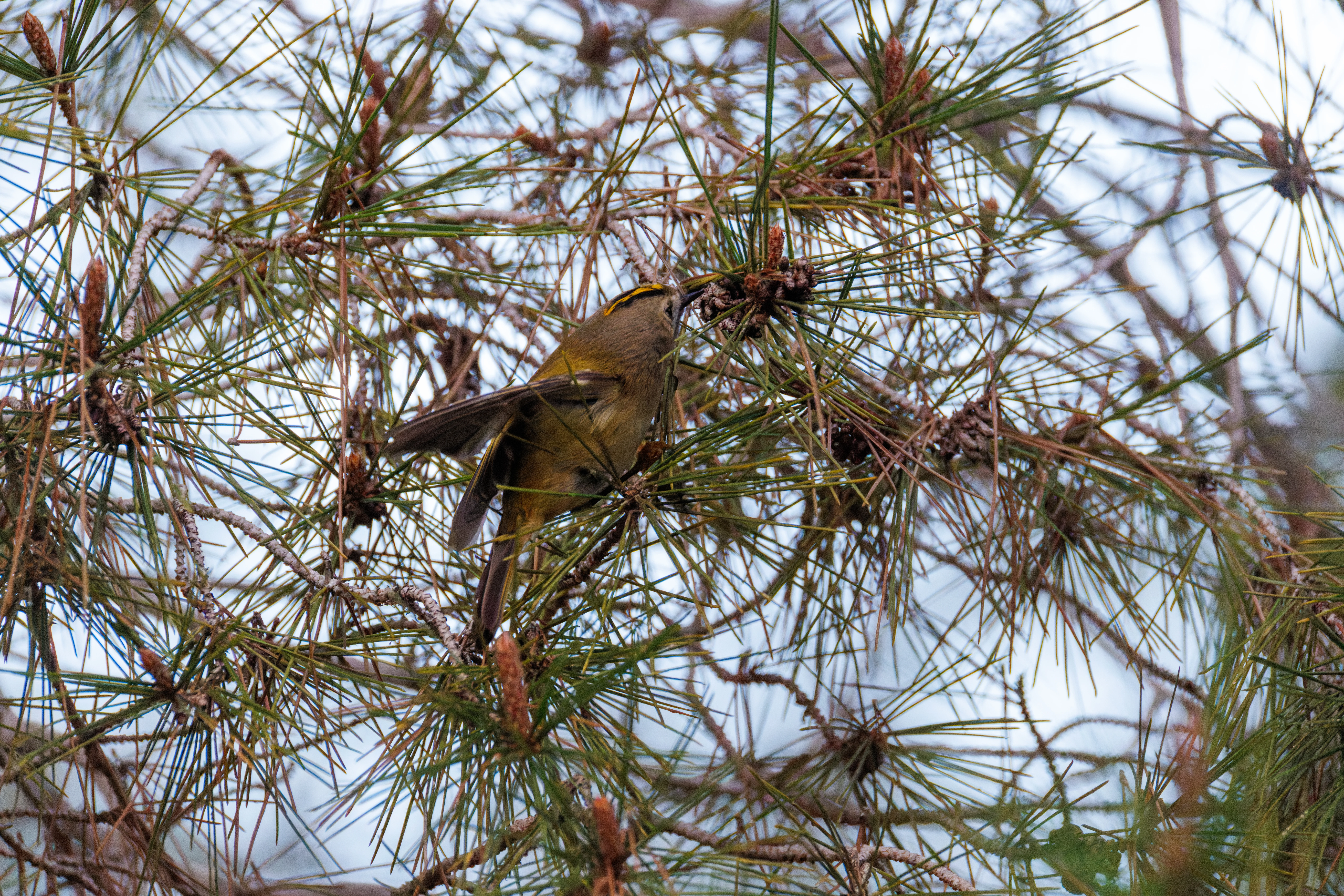 Common Goldcrest, Clot de Galvany, Alicante, Spain — photo by Orlando Prugel-Bennett