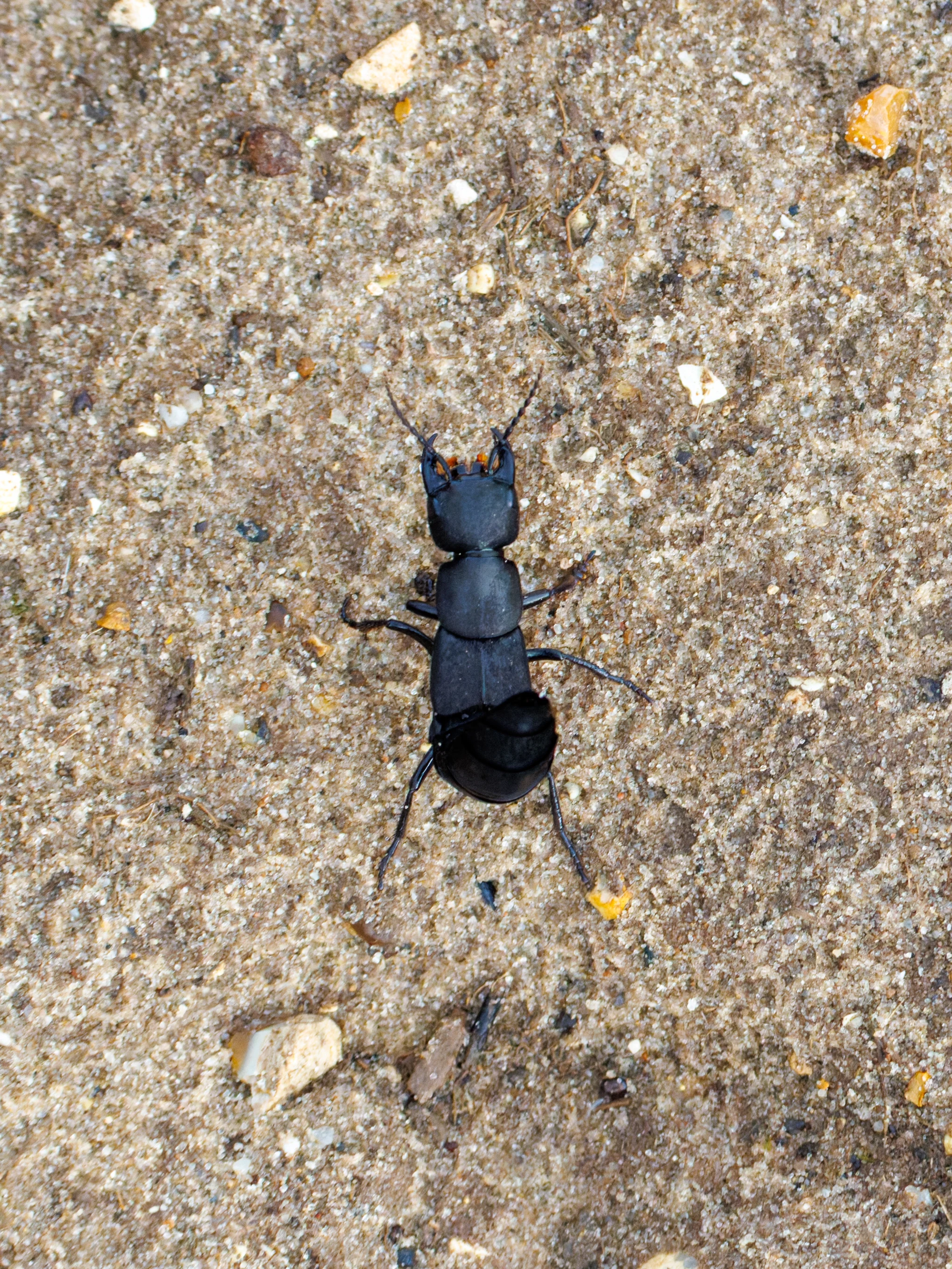 Devil's Coach Horse Beetle, Pig Bush, Hampshire, UK — photo by Orlando Prugel-Bennett