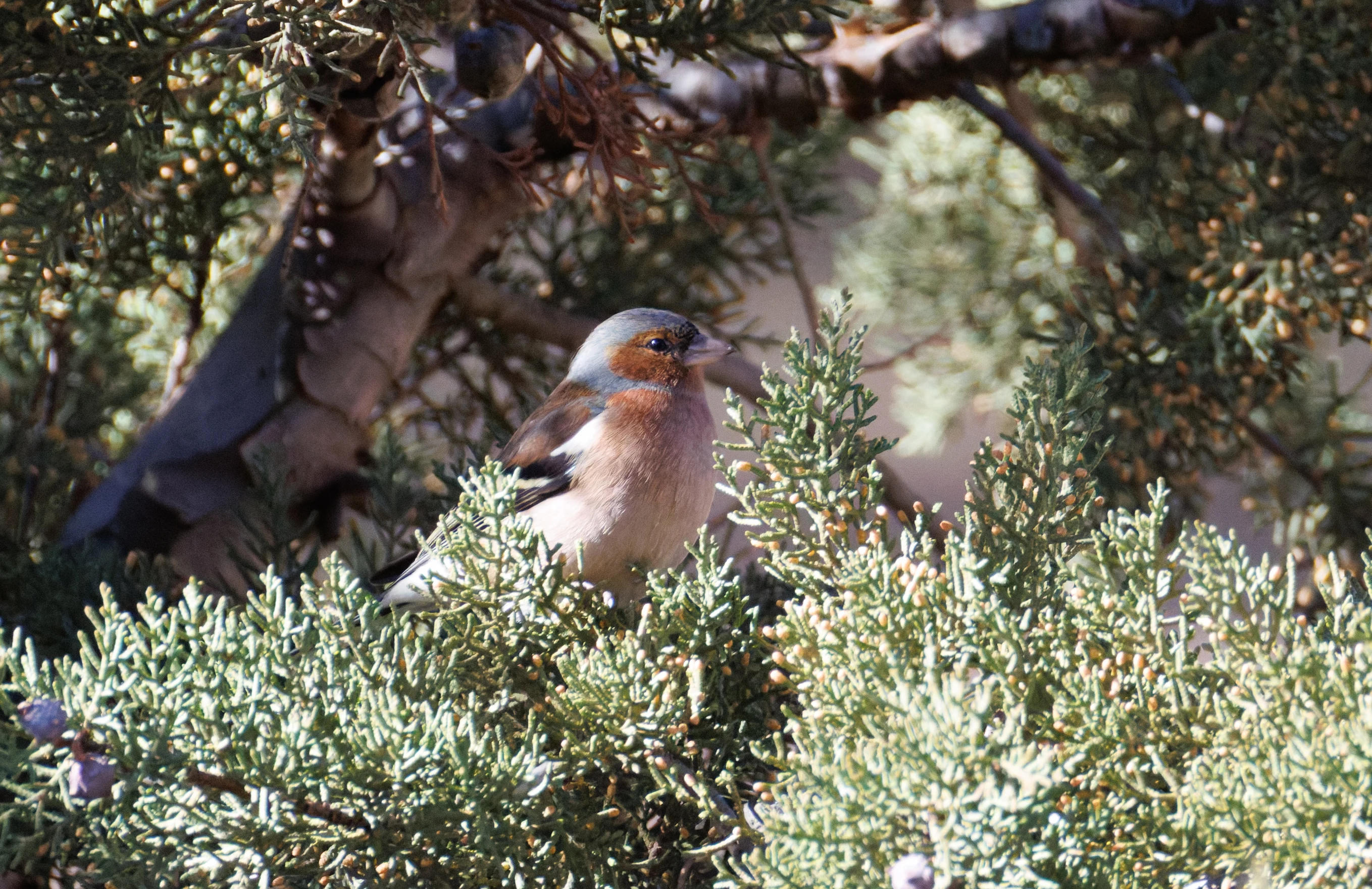 Common Chaffinch, Maigmo, Alicante, Spain — photo by Orlando Prugel-Bennett