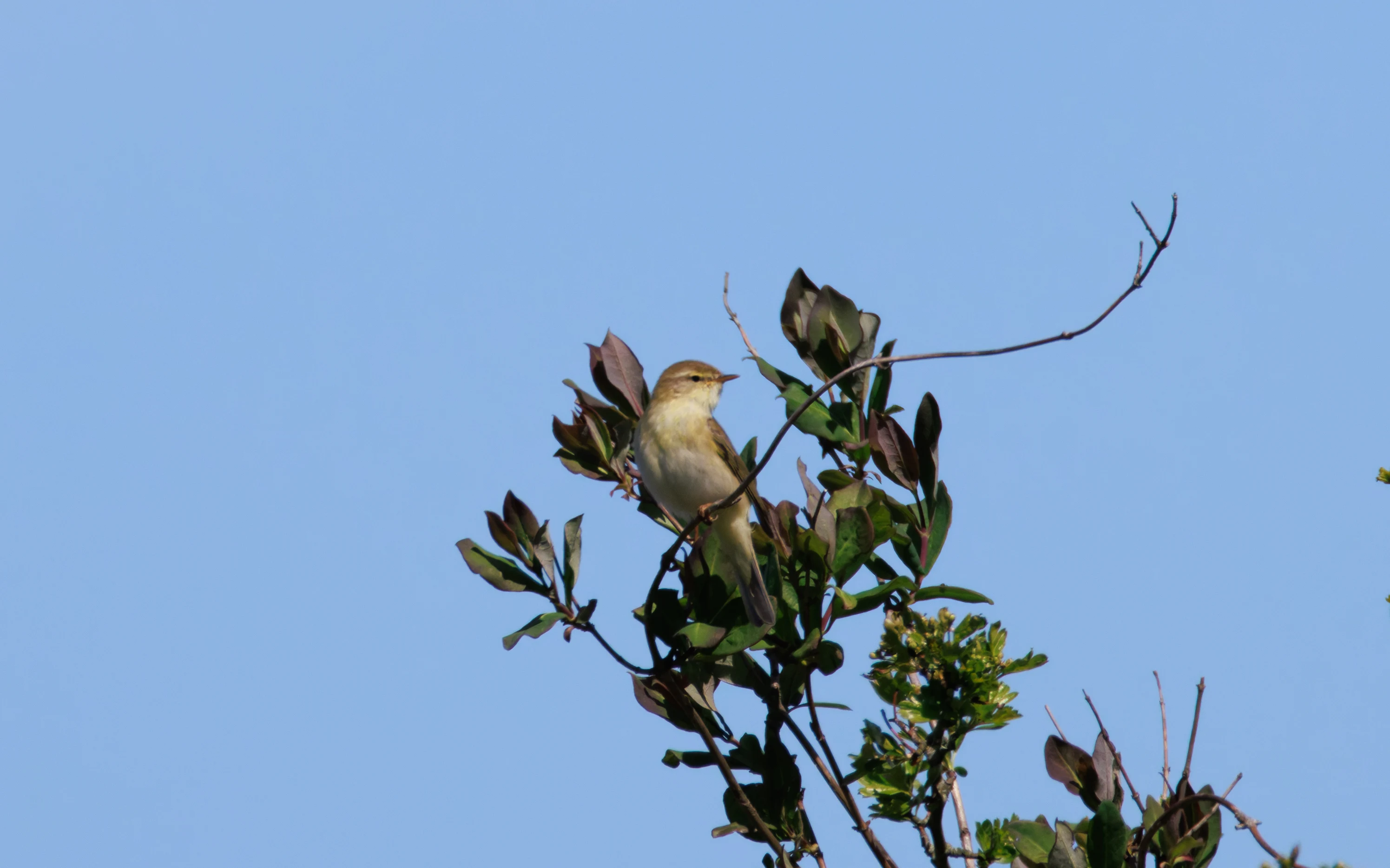 Willow Warbler, Pig Bush, Hampshire, UK — photo by Orlando Prugel-Bennett