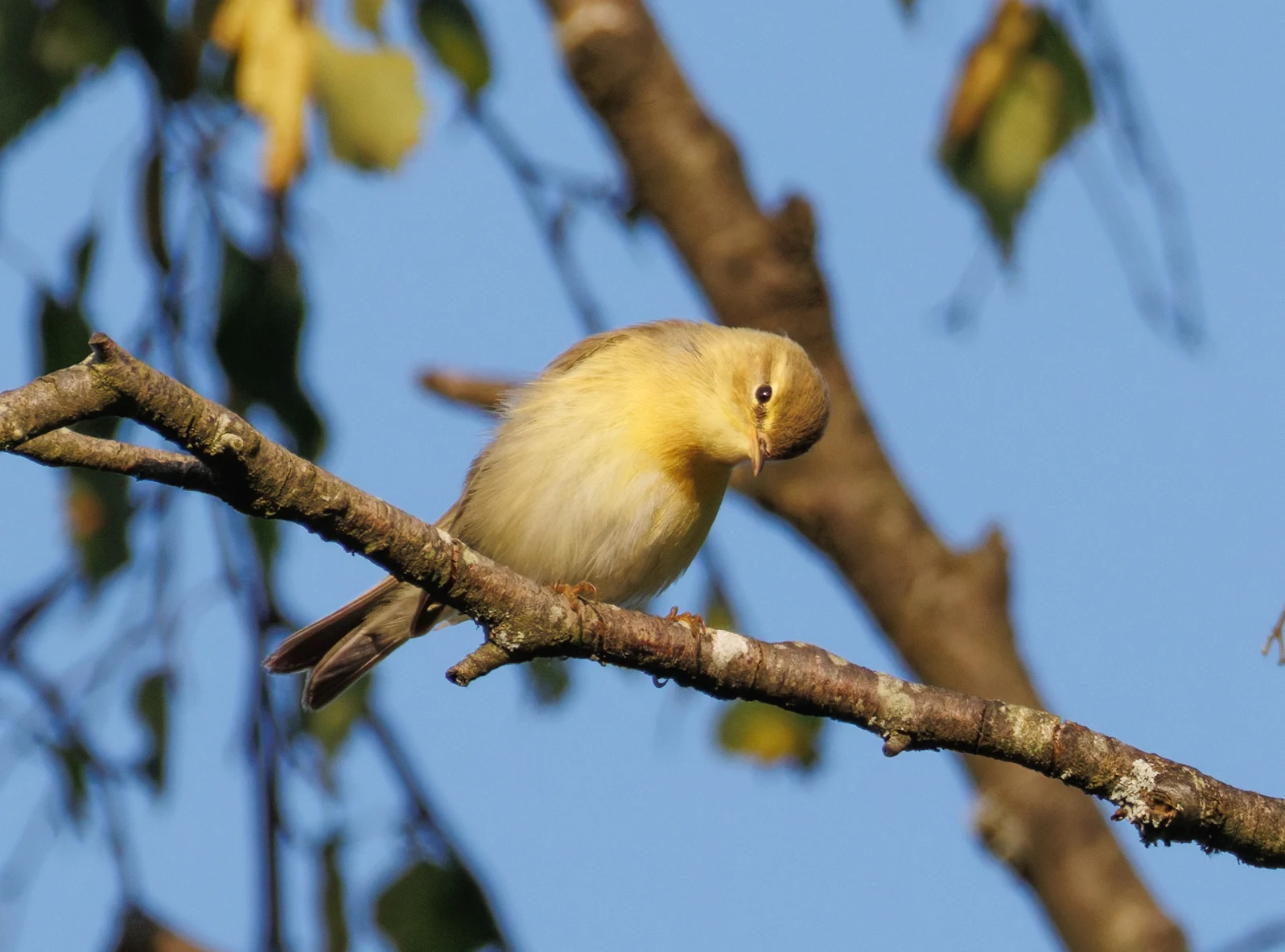 Willow Warbler, Pig Bush, Hampshire, UK — photo by Orlando Prugel-Bennett
