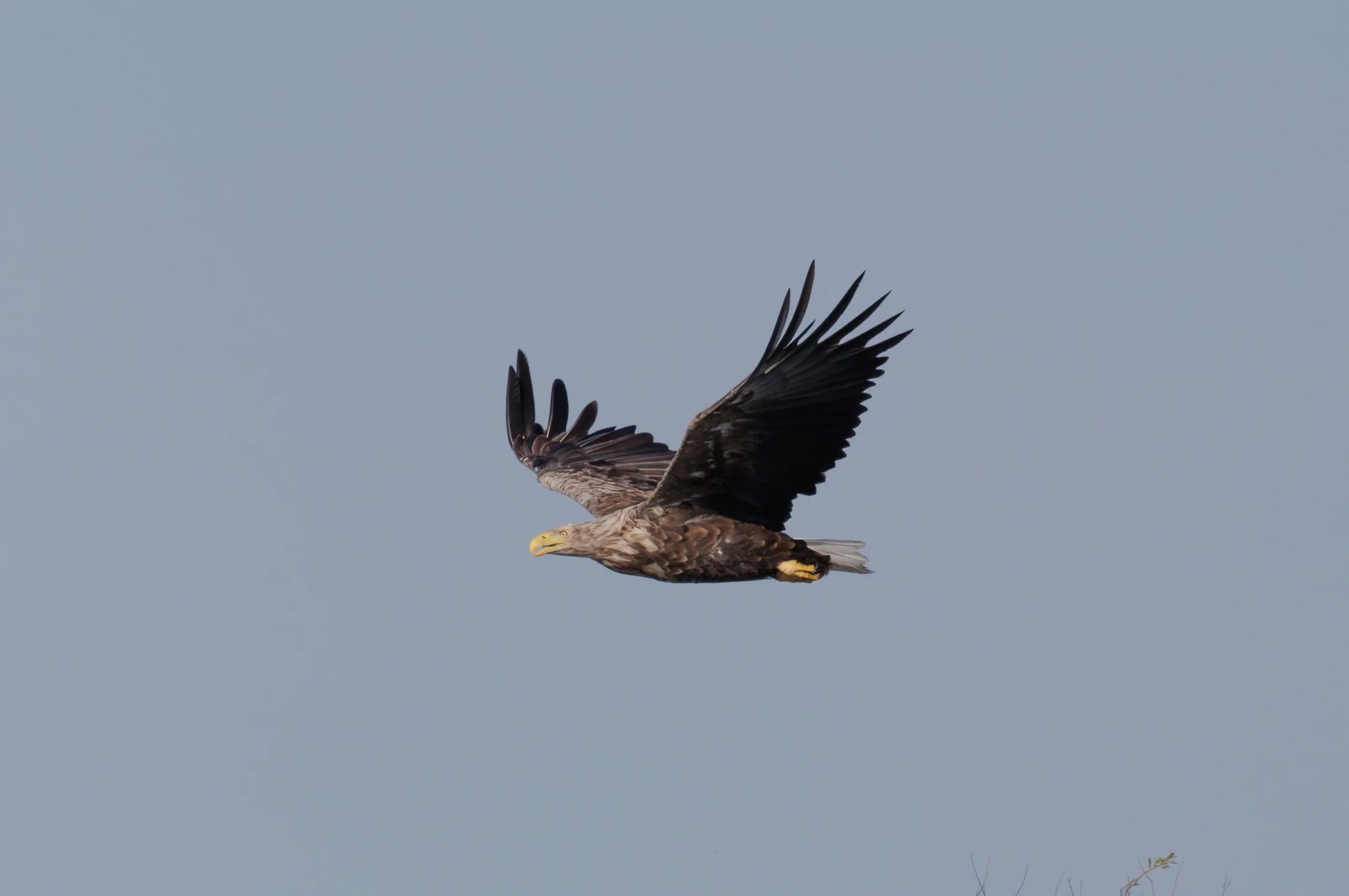 White-tailed Eagle, Danube Delta, Romania — photo by Orlando Prugel-Bennett