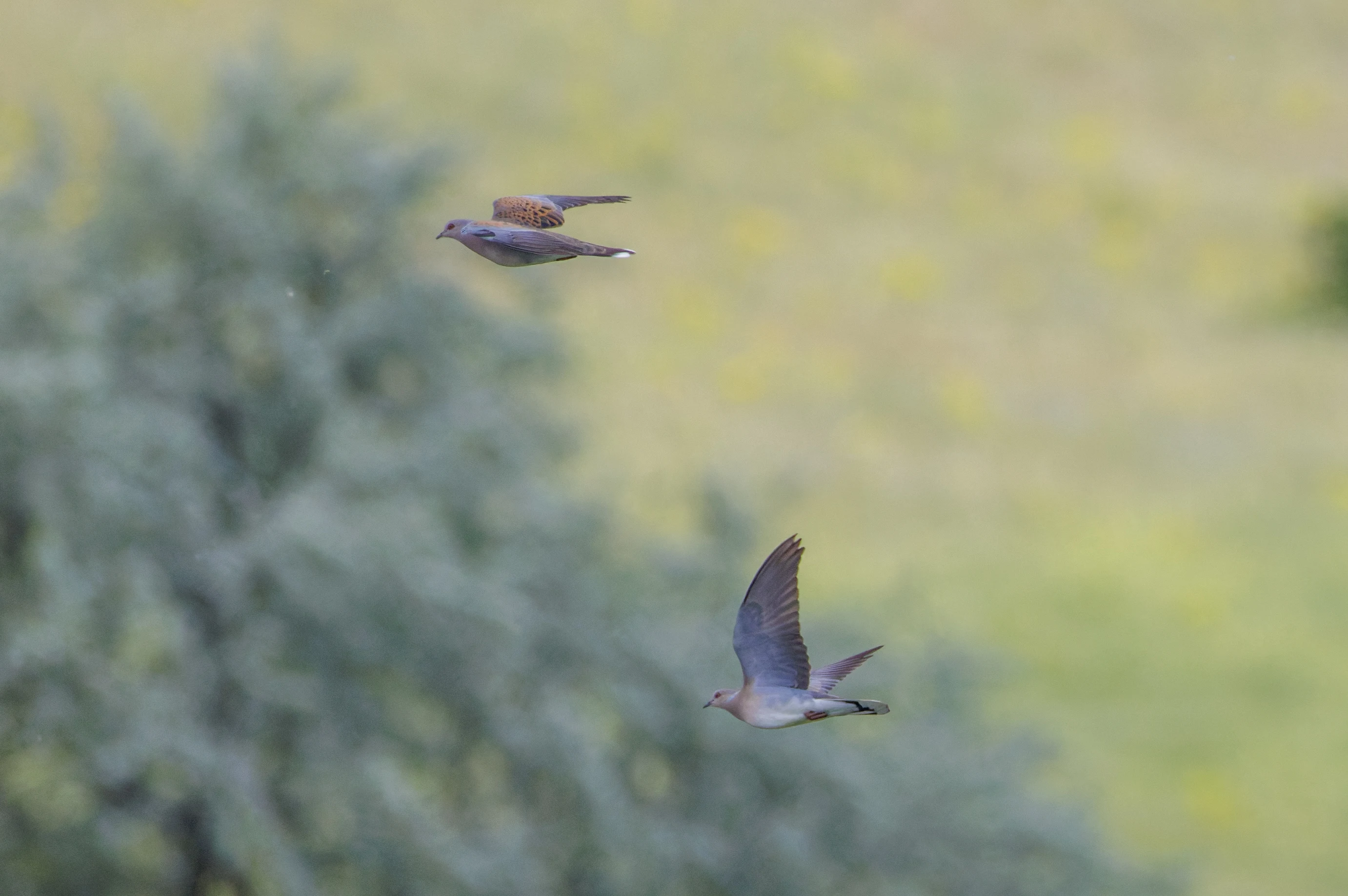 Turtle Doves, Romania — photo by Orlando Prugel-Bennett