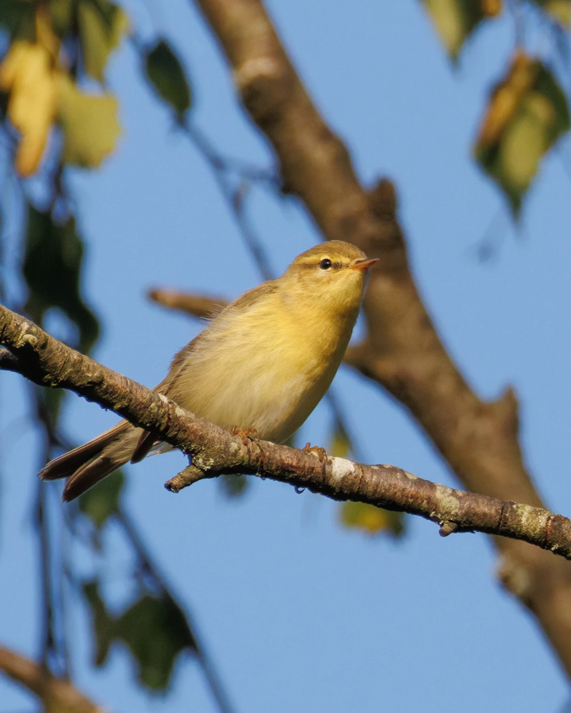 Willow Warbler, Pig Bush, Hampshire, UK — photo by Orlando Prugel-Bennett