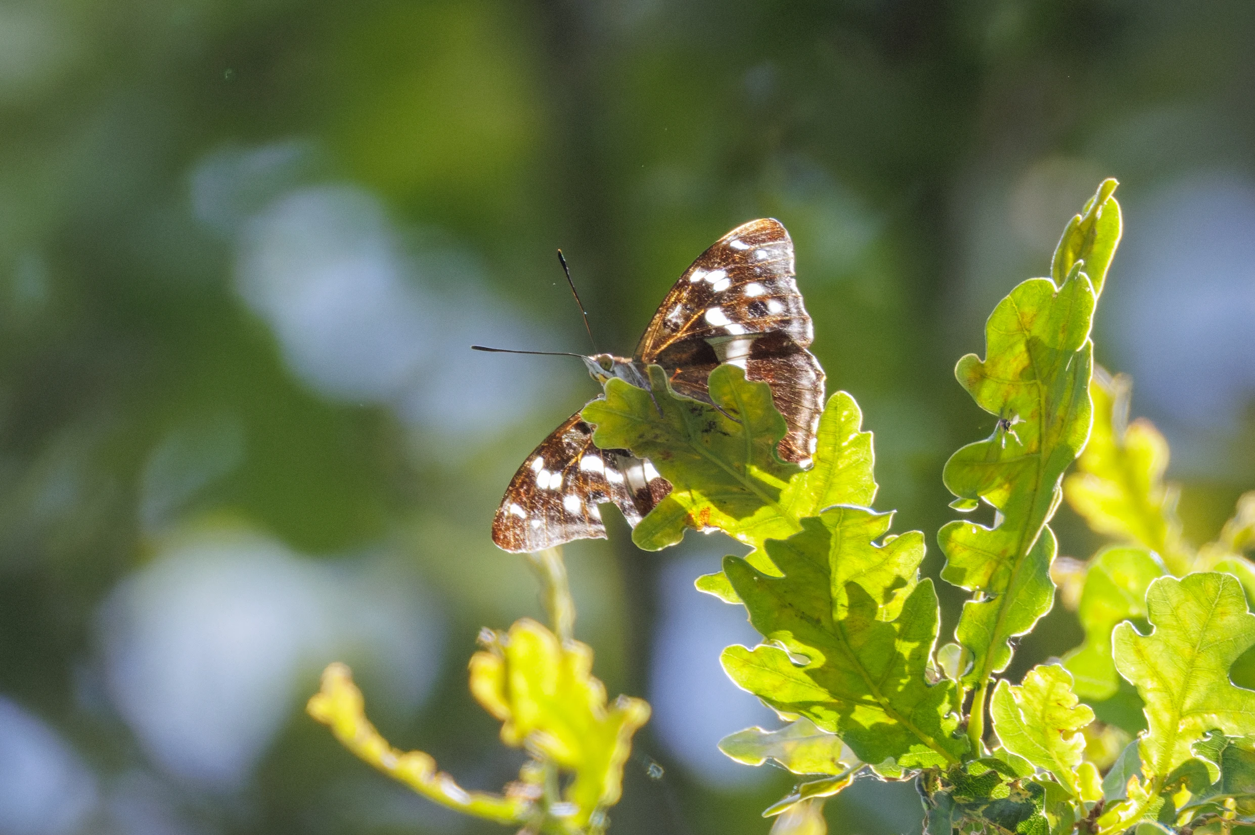 Purple Emperor, Knepp, West Sussex, UK — photo by Orlando Prugel-Bennett
