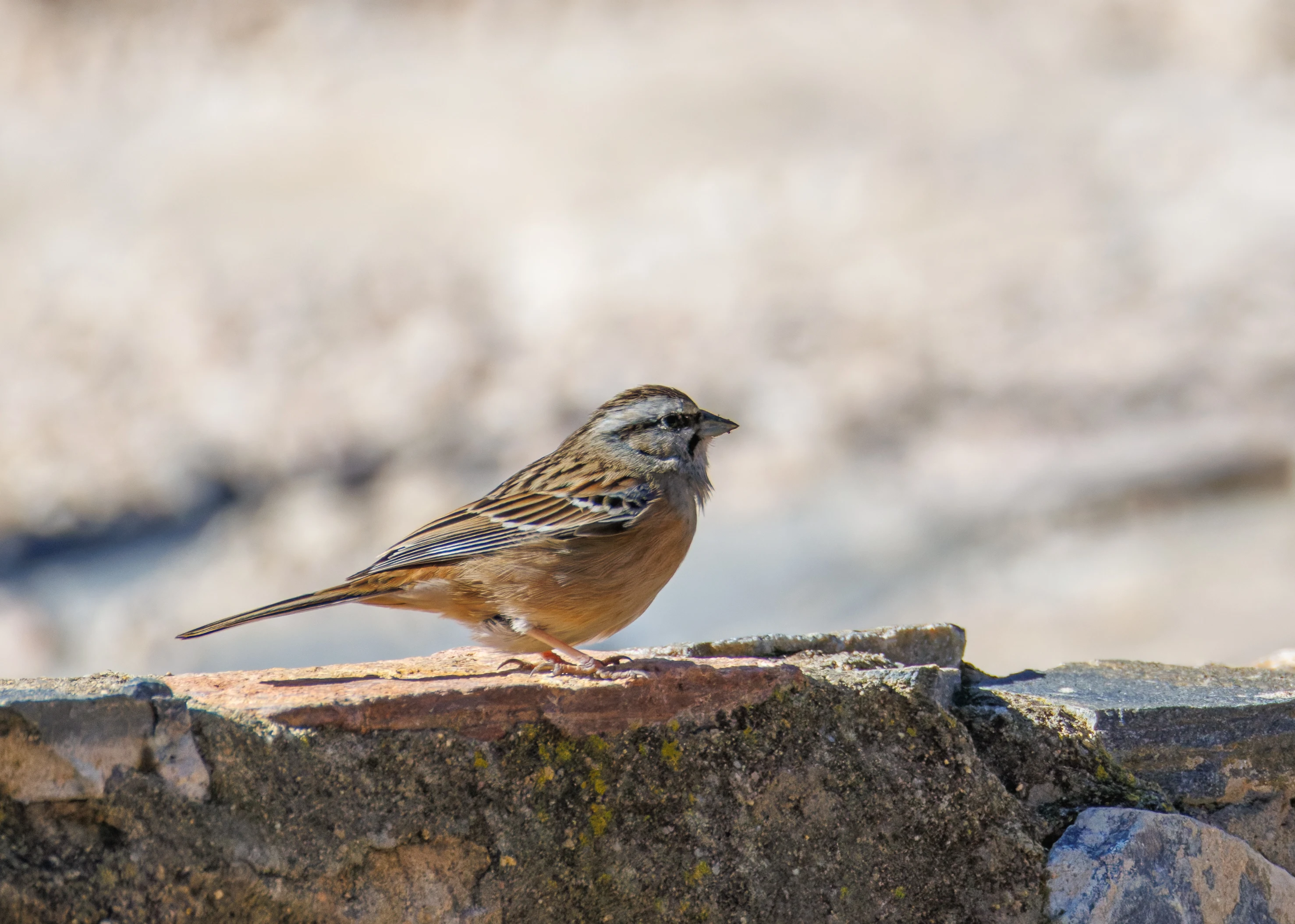 Rock Bunting, Maigmo, Alicante, Spain — photo by Orlando Prugel-Bennett