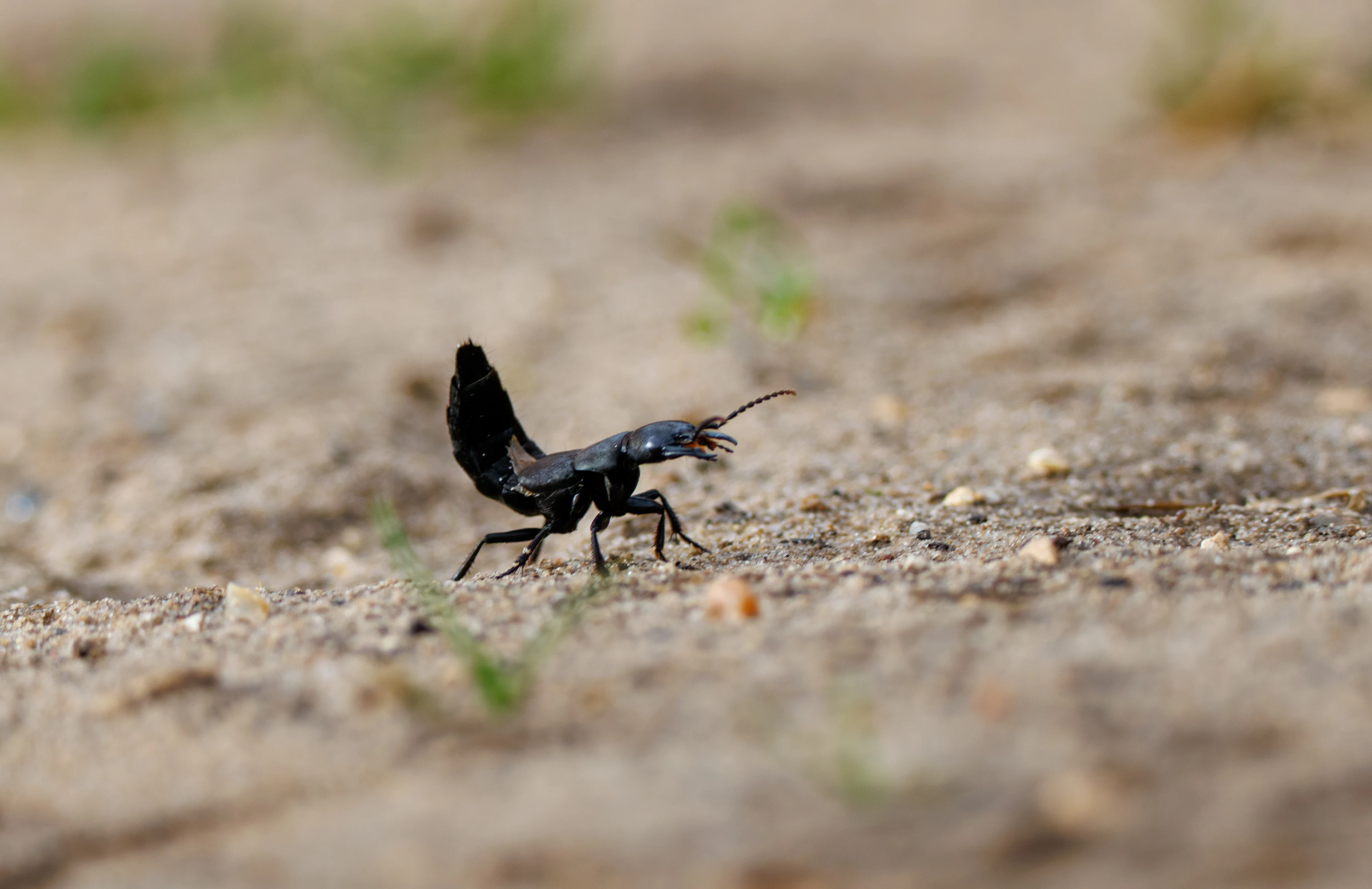 Devil's Coach Horse Beetle, Pig Bush, Hampshire, UK — photo by Orlando Prugel-Bennett
