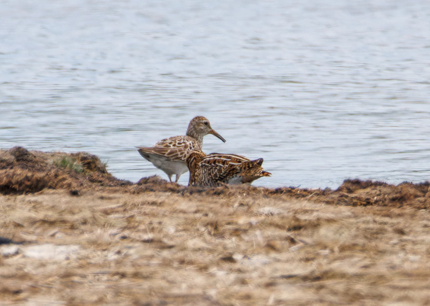 Pectoral Sandpiper and Common Snipe, Farlington Marshes, Portsmouth, Hampshire, UK — photo by Orlando Prugel-Bennett