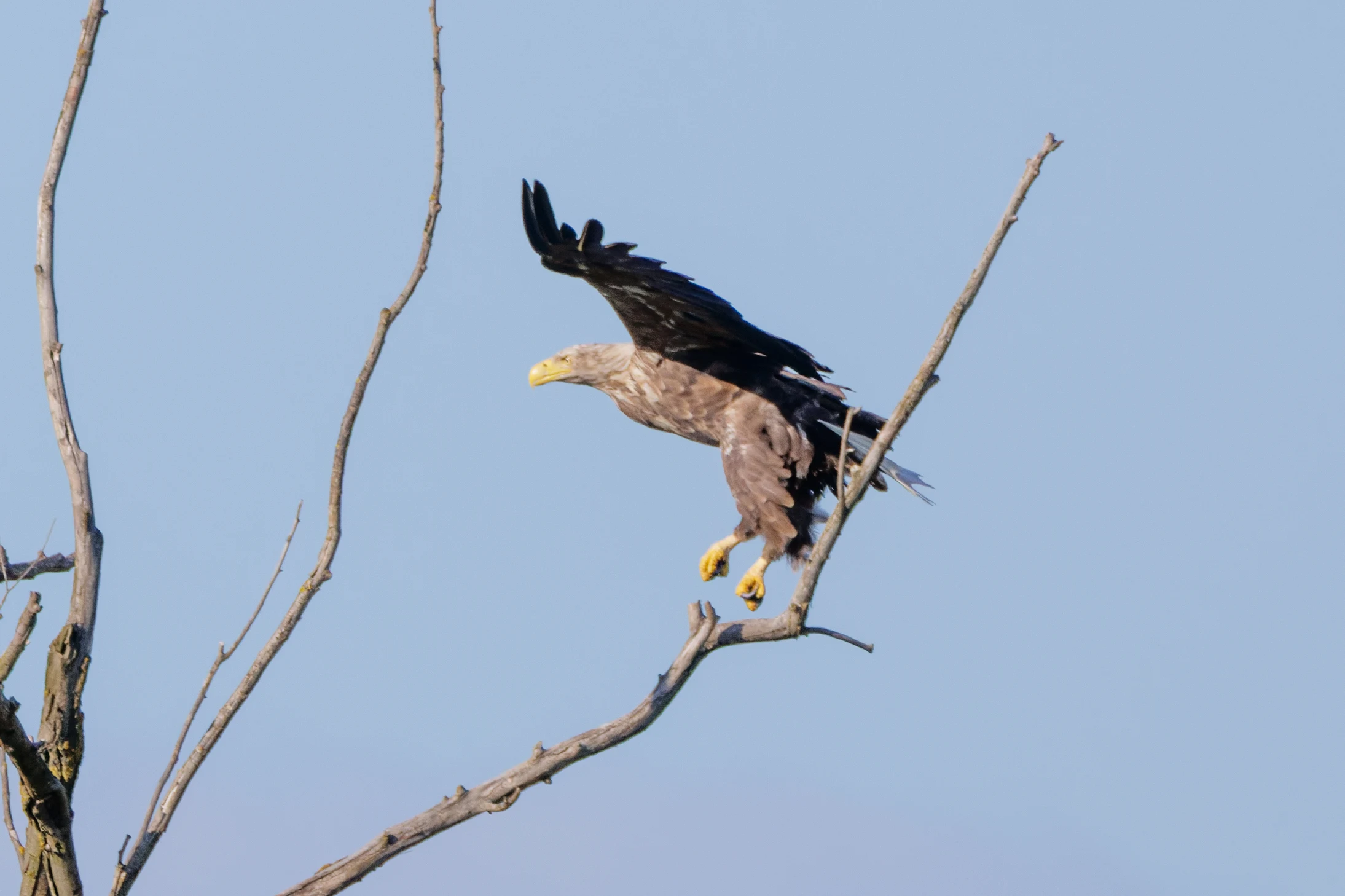 White-tailed Eagle, Danube Delta, Romania — photo by Orlando Prugel-Bennett