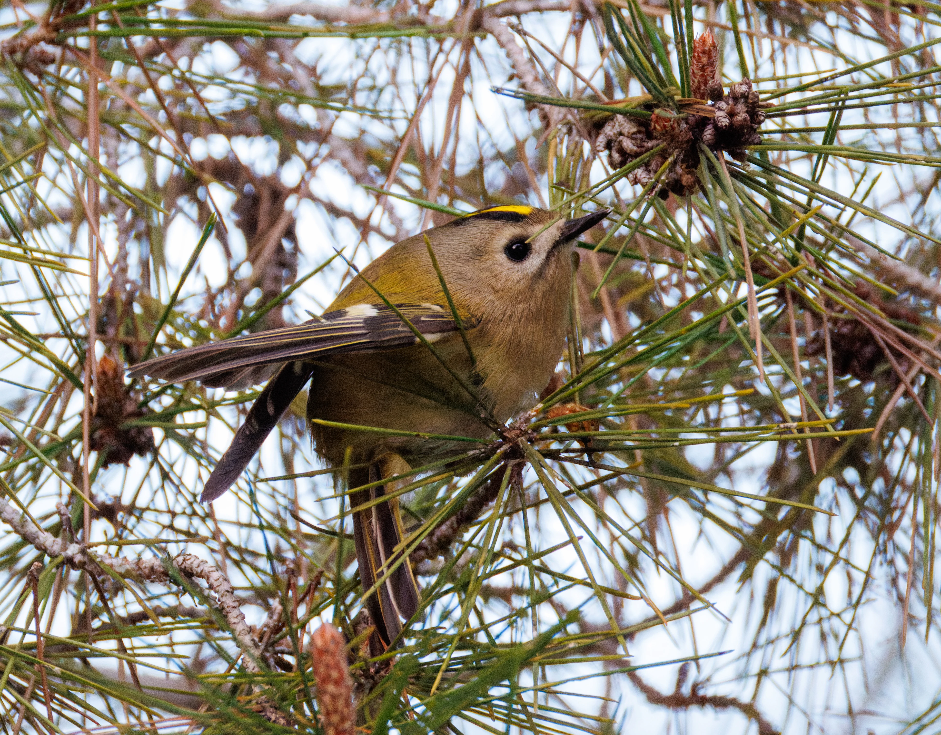 Goldcrest, Clot de Galvany, Alicante, Spain — photo by Orlando Prugel-Bennett