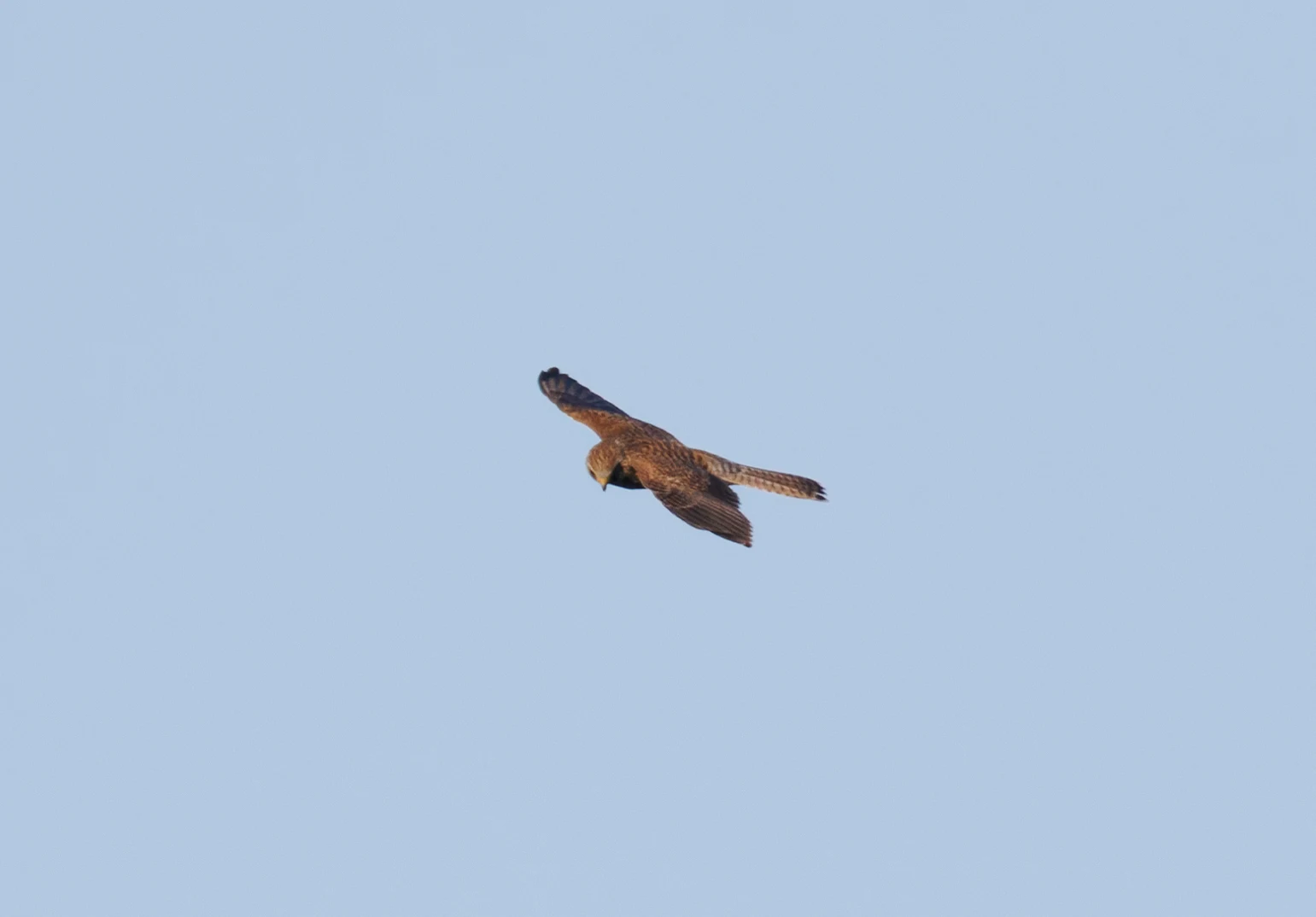 Common Kestrel, Pig Bush, Hampshire, UK — photo by Orlando Prugel-Bennett