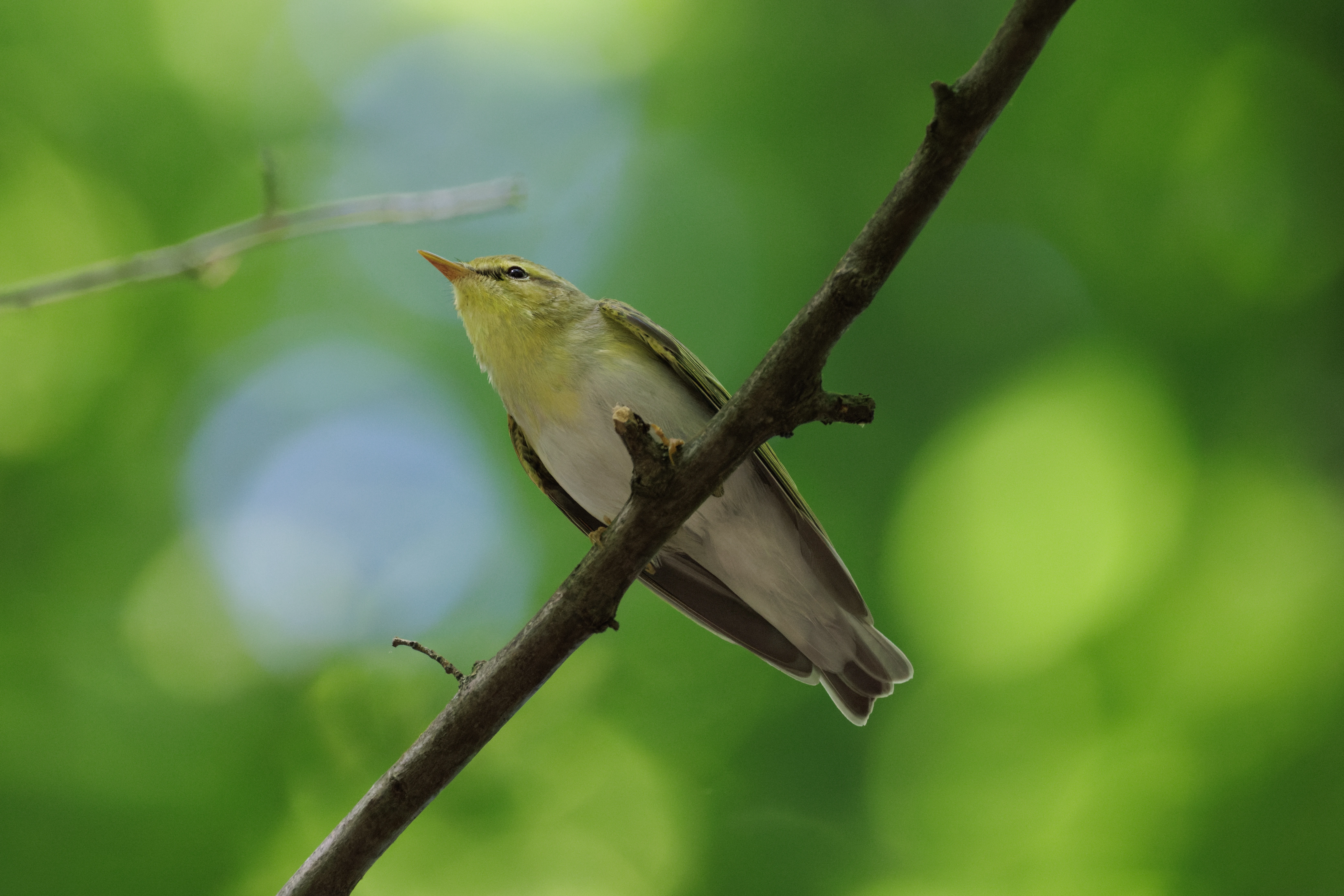 Wood Warbler, Romanian Steppe, Romania — photo by Orlando Prugel-Bennett