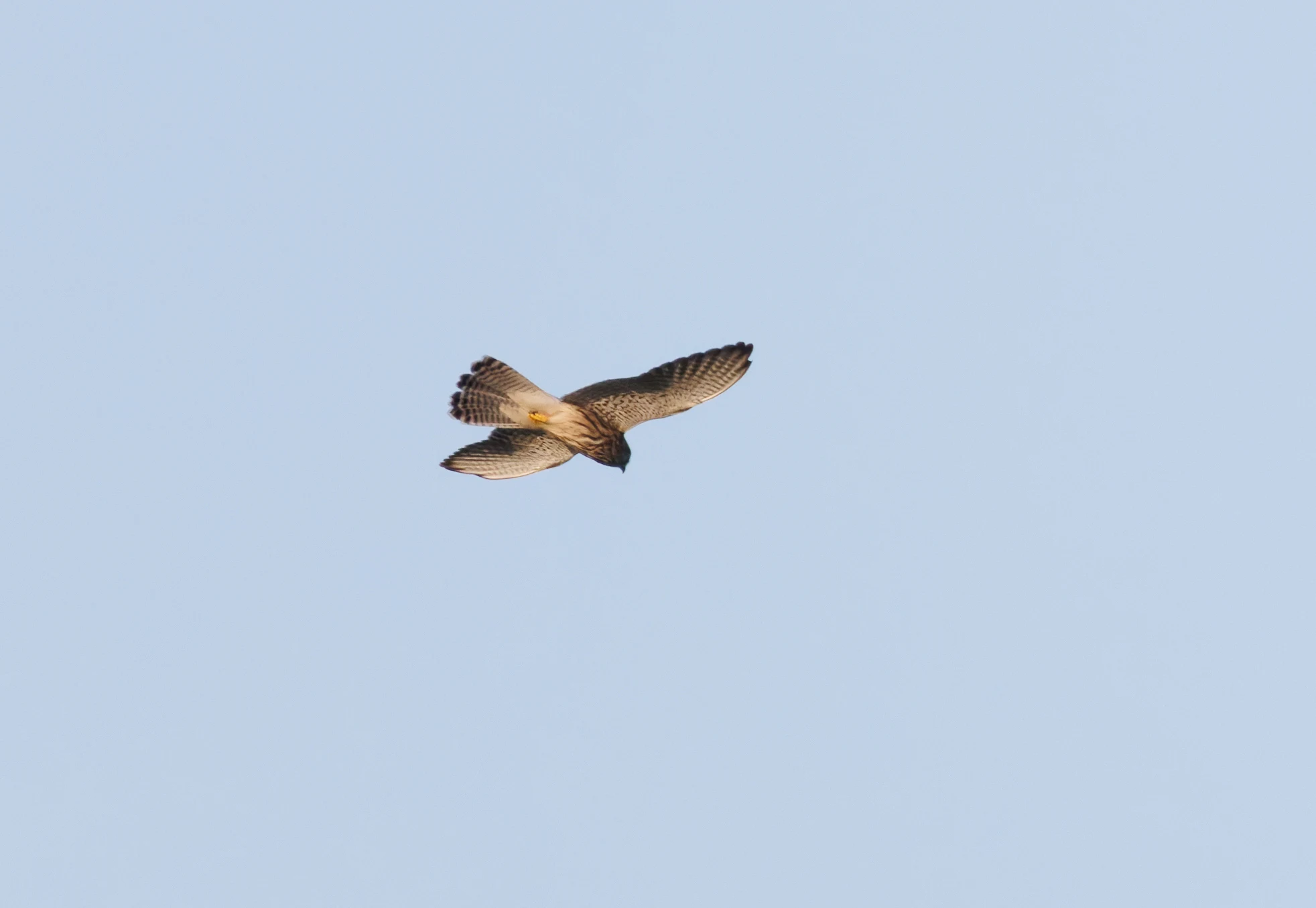 Common Kestrel, Pig Bush, Hampshire, UK — photo by Orlando Prugel-Bennett
