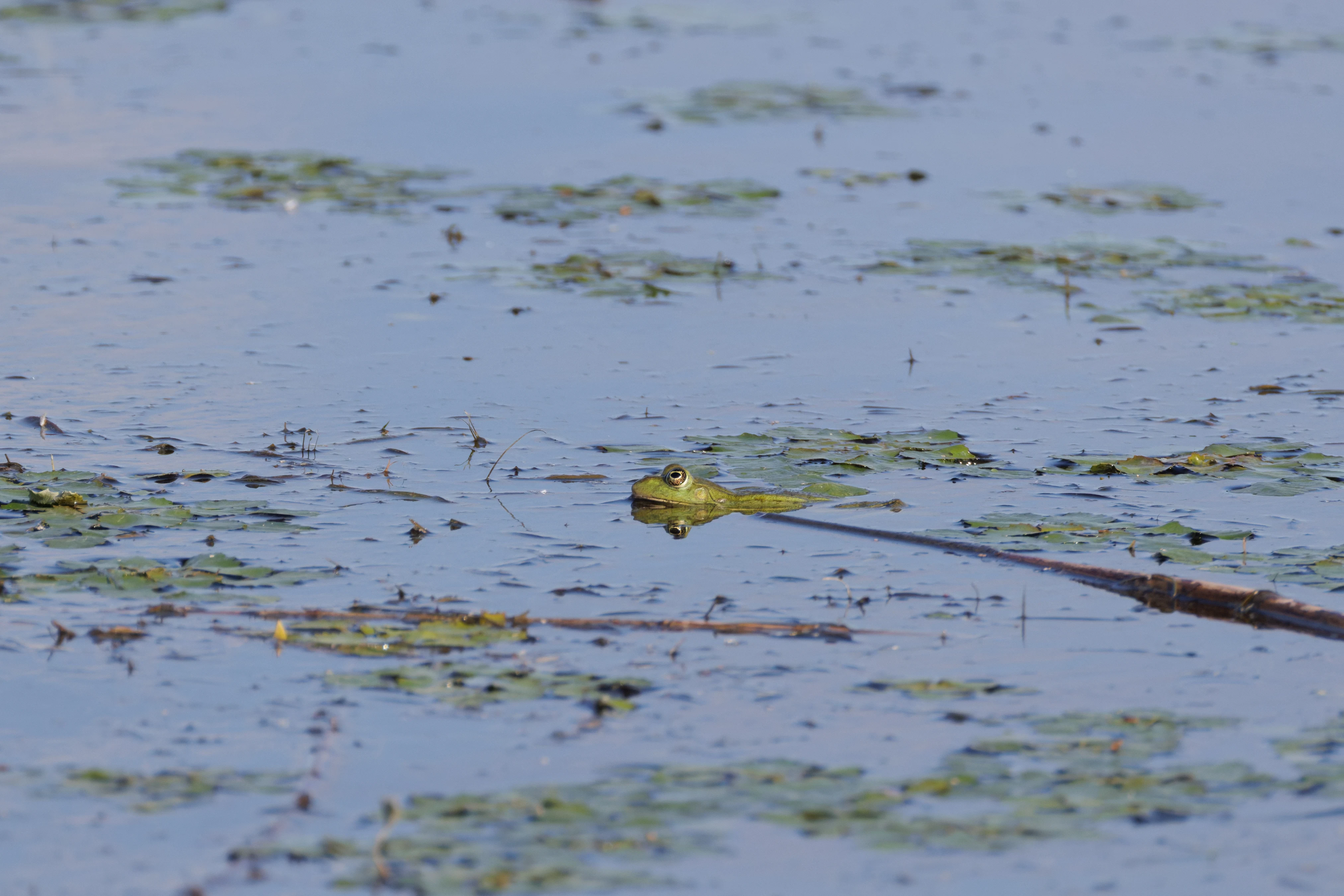 Frog, Danube Delta, Romania — photo by Orlando Prugel-Bennett