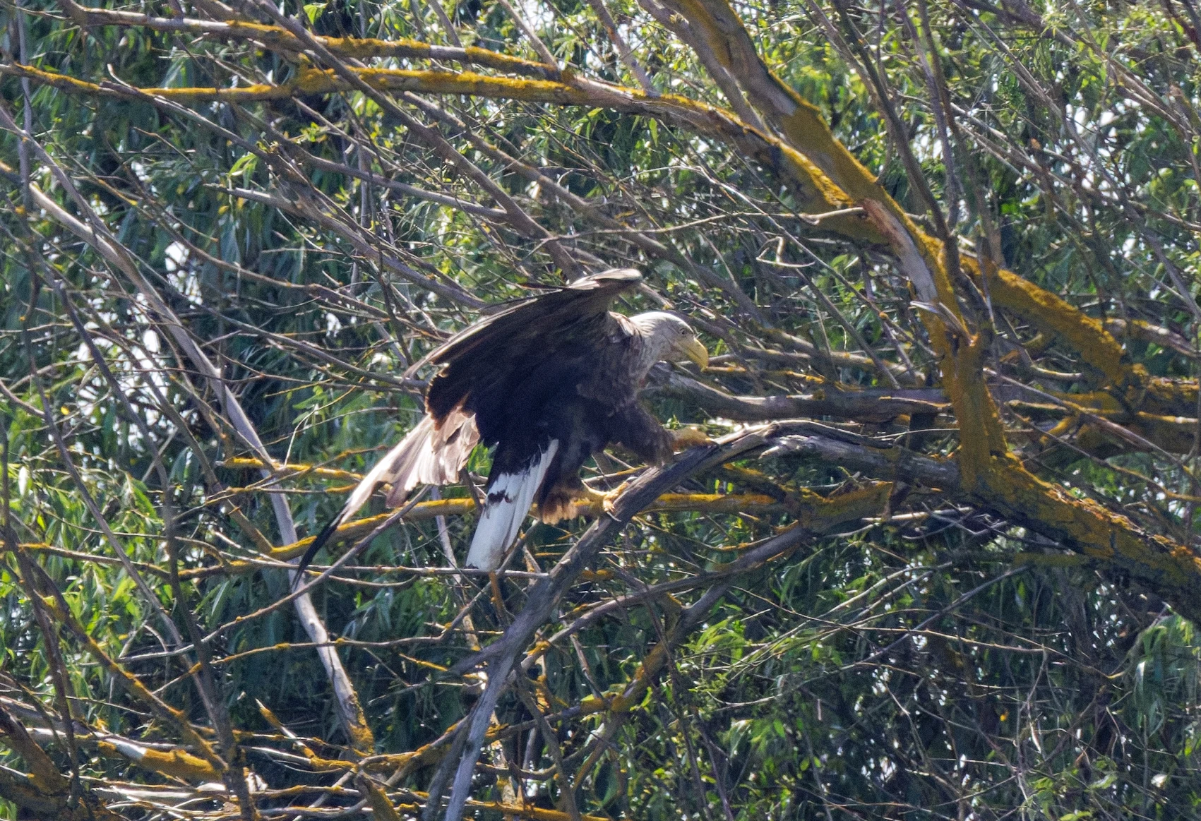 White-tailed Eagle, Danube Delta, Romania — photo by Orlando Prugel-Bennett
