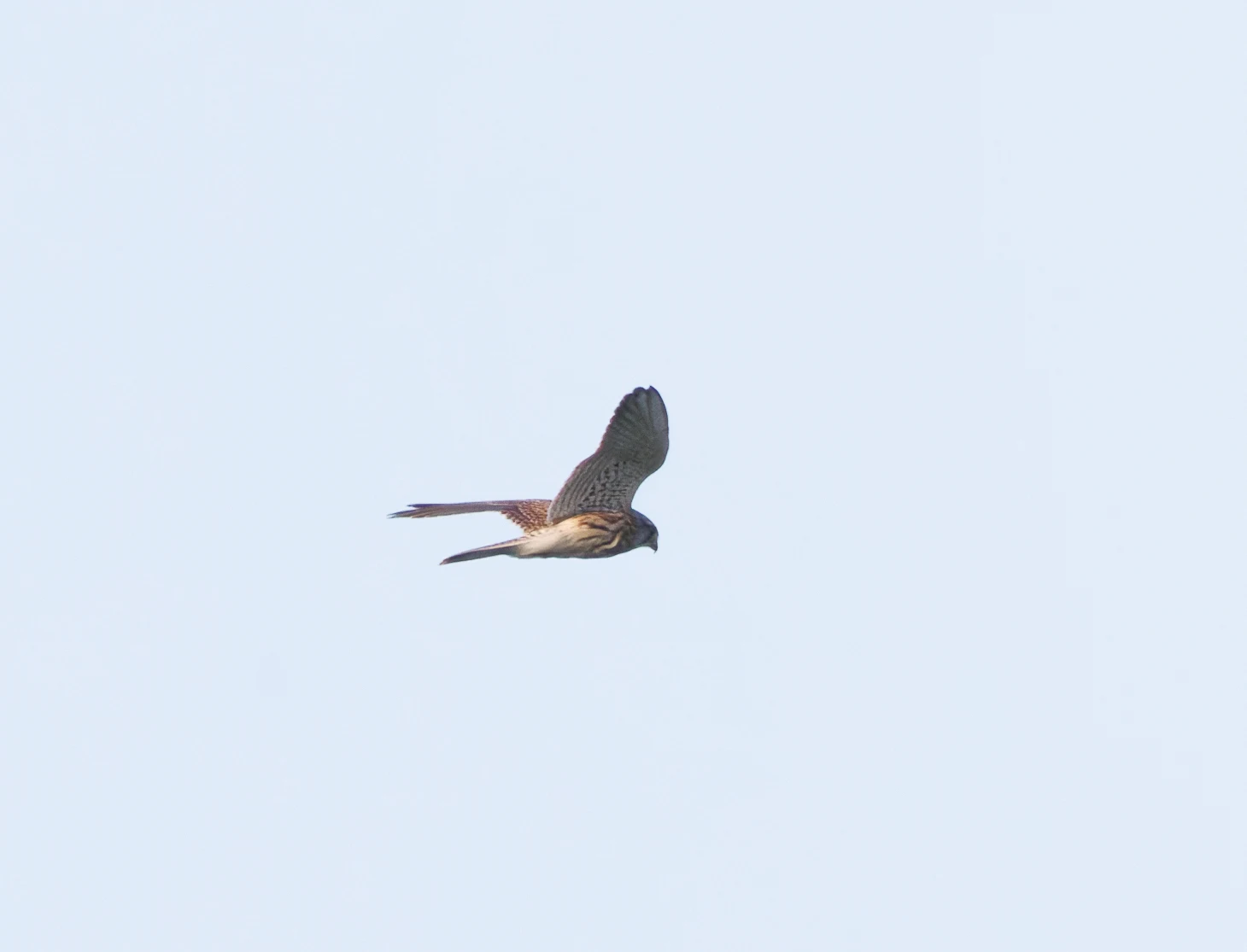 Common Kestrel, Pig Bush, Hampshire, UK — photo by Orlando Prugel-Bennett