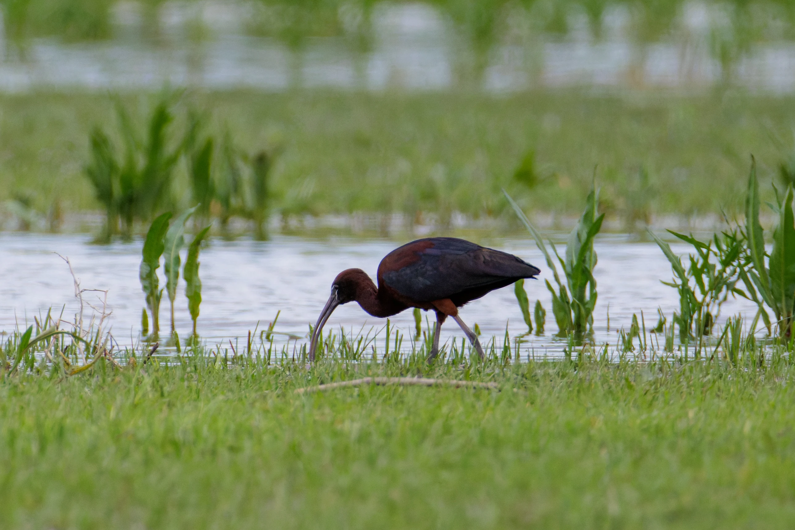 Glossy Ibis, Romania — photo by Orlando Prugel-Bennett