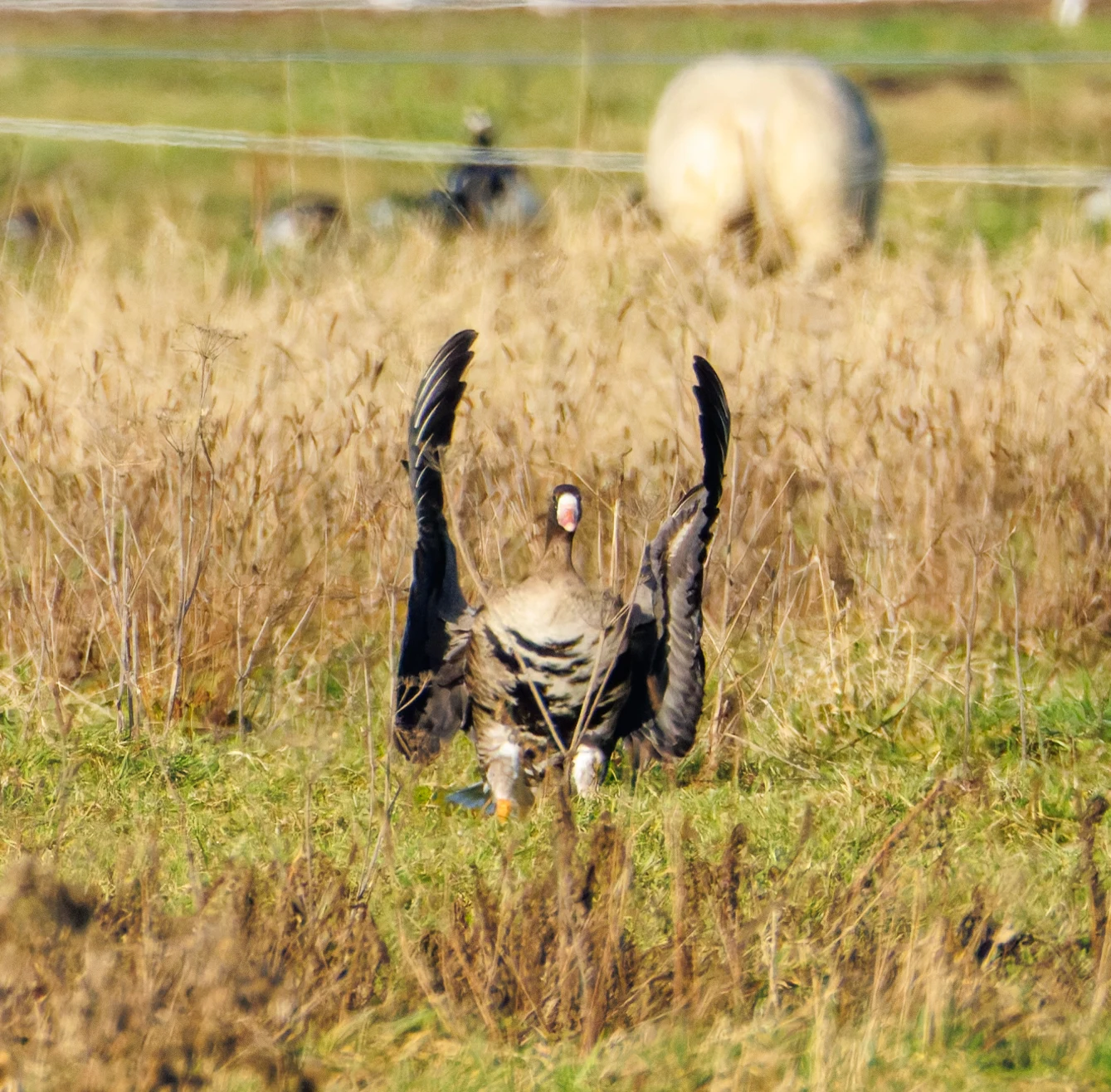 Greater White-fronted Geese, Netherlands — photo by Orlando Prugel-Bennett
