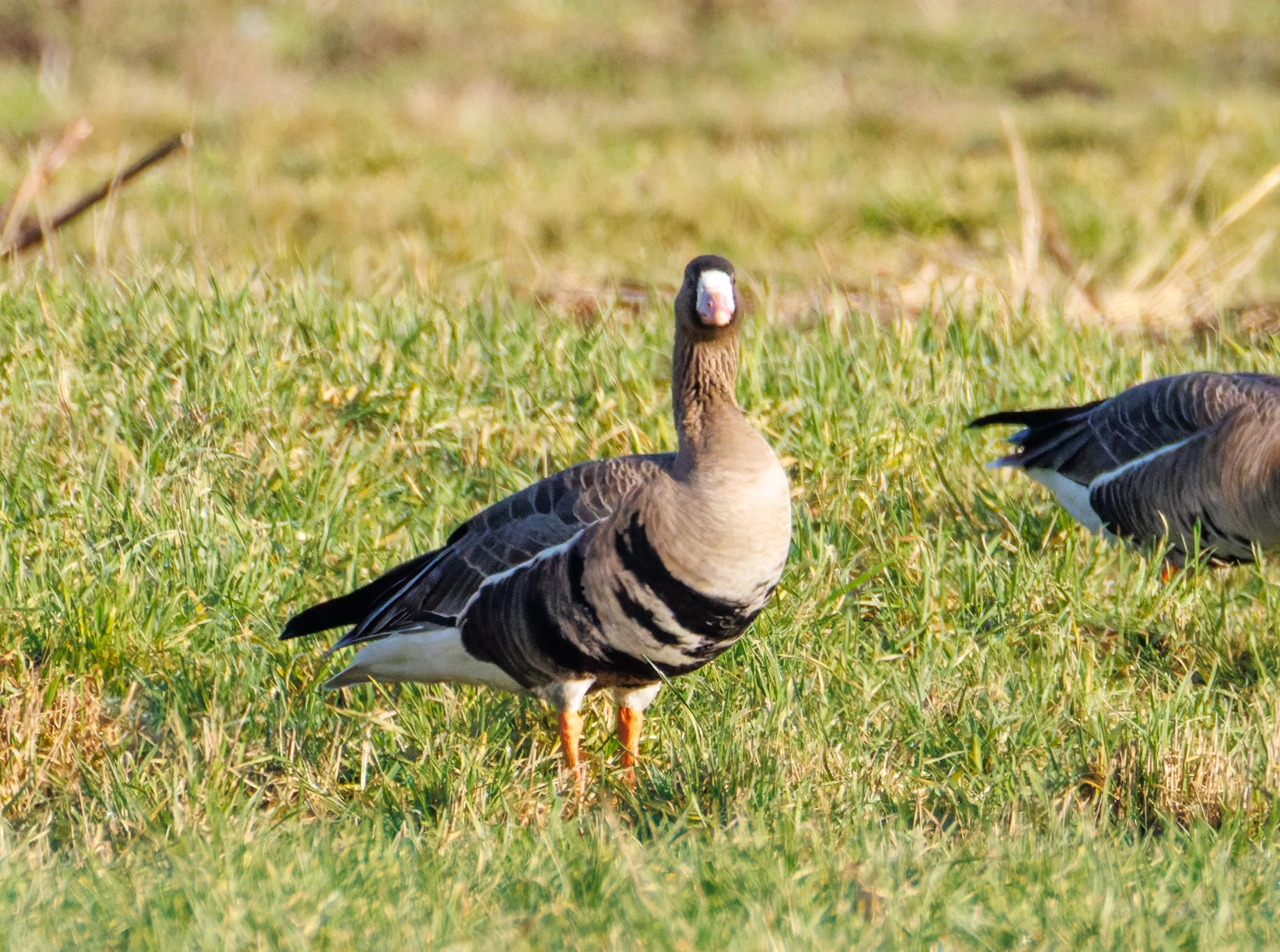Greater White-fronted Geese, Netherlands — photo by Orlando Prugel-Bennett