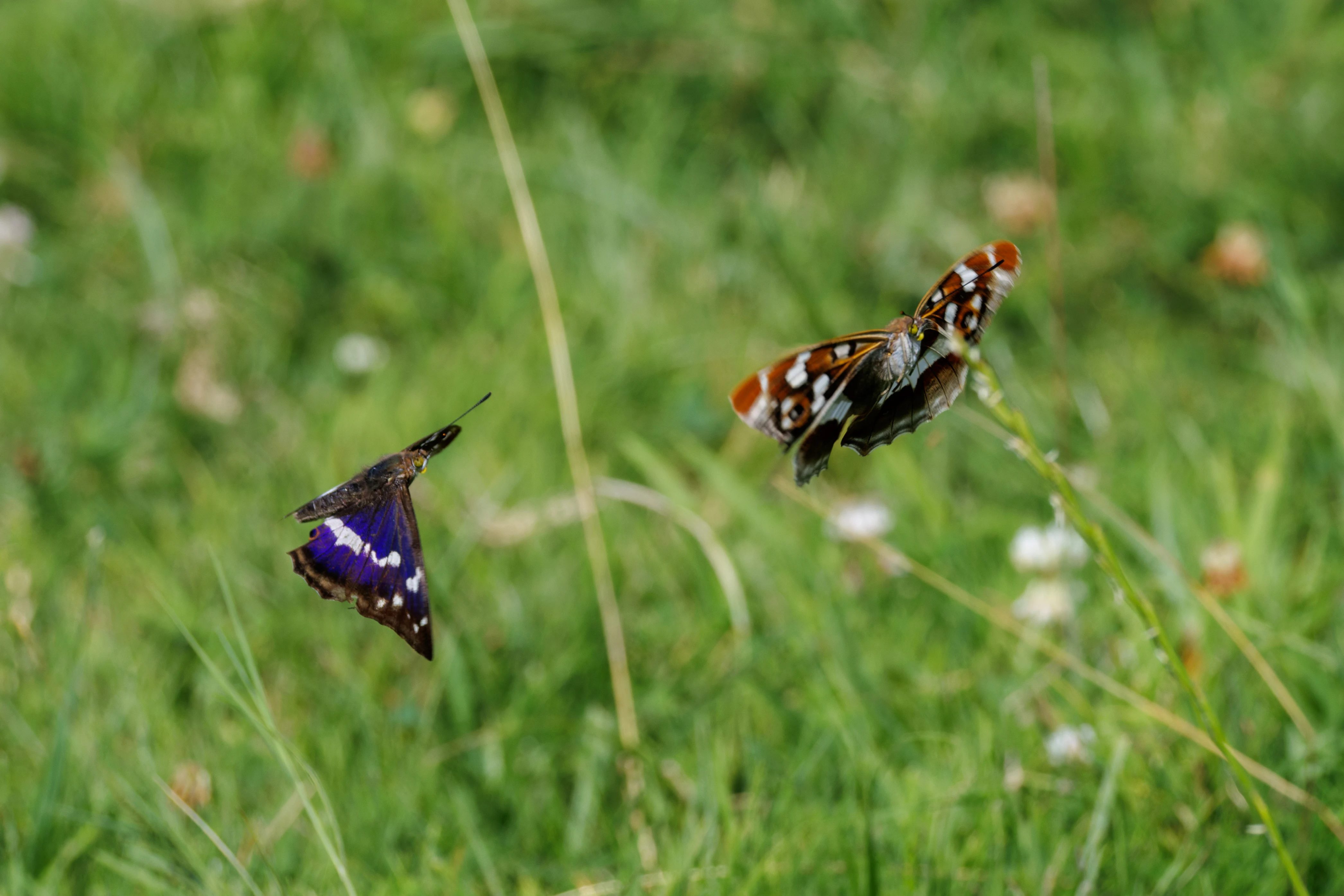 Purple Emperor butterflies, Knepp, West Sussex, UK — photo by Orlando Prugel-Bennett
