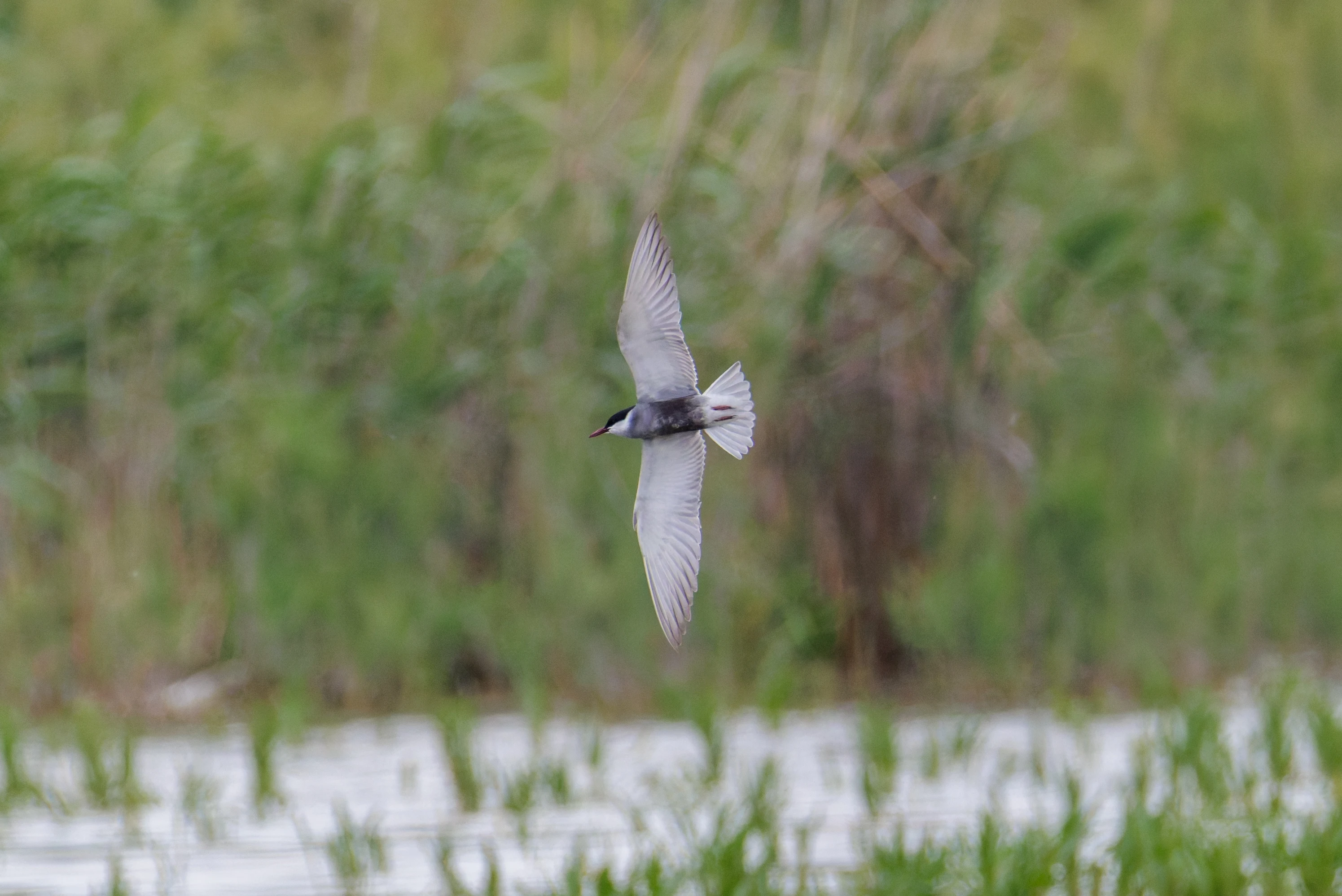 Whiskered Tern, Romania — photo by Orlando Prugel-Bennett