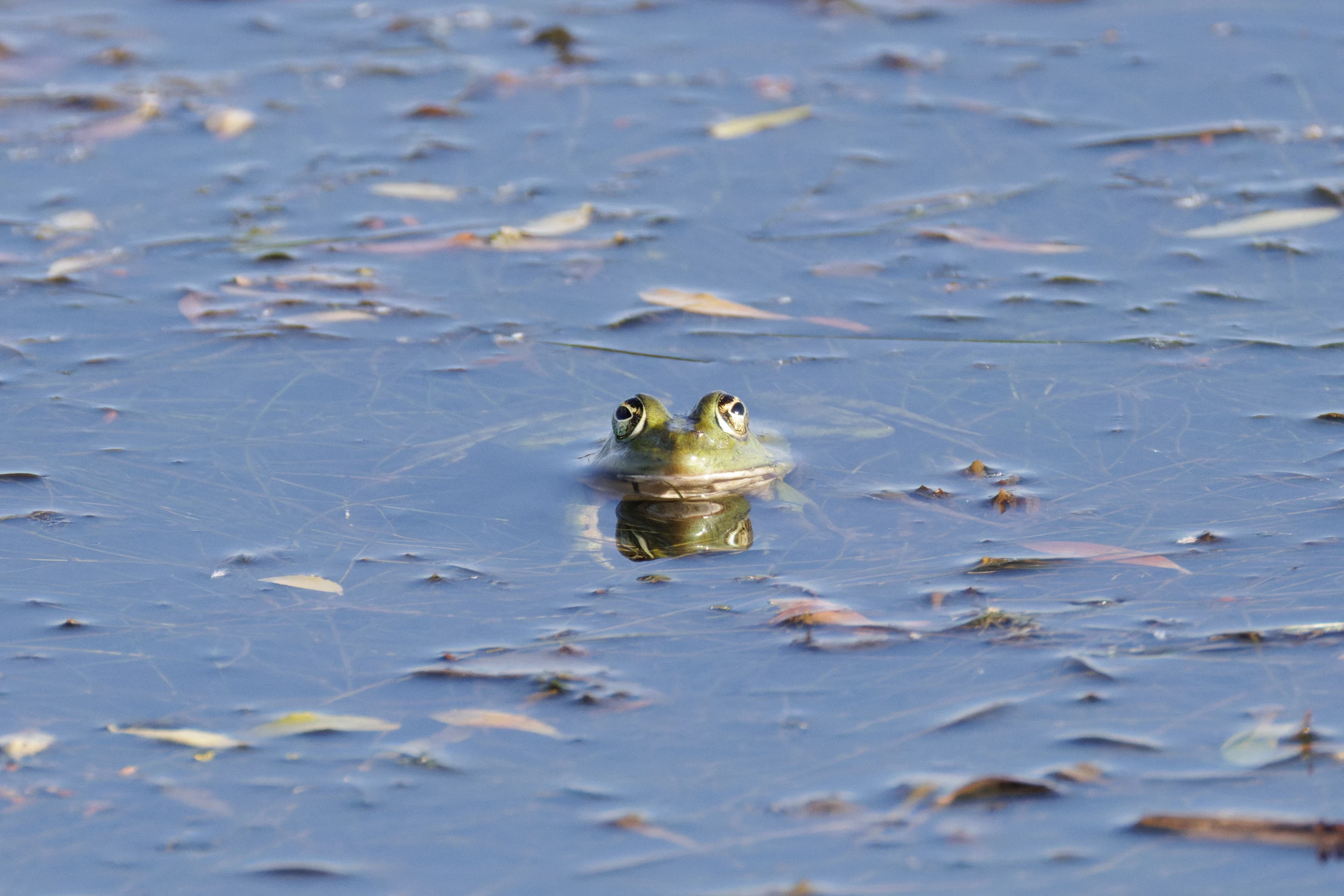 Frog, Danube Delta, Romania — photo by Orlando Prugel-Bennett