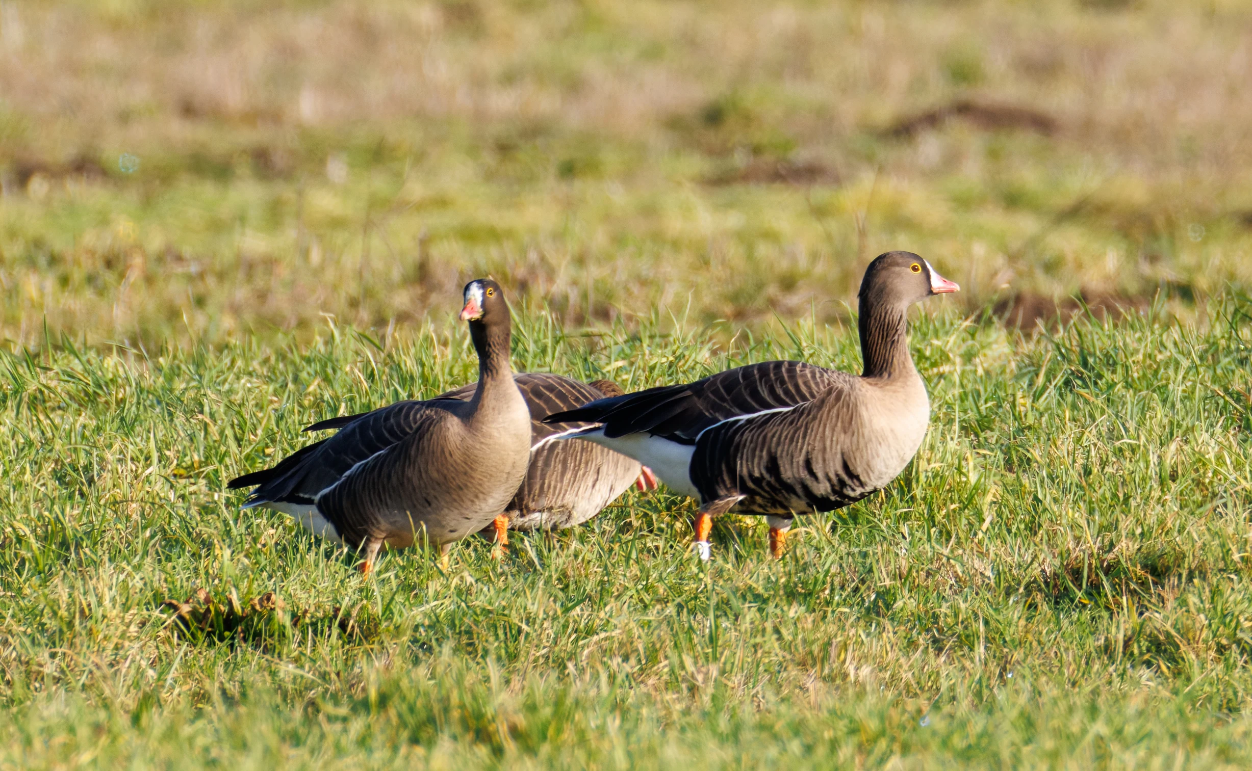 Lesser White-fronted Geese, Netherlands — photo by Orlando Prugel-Bennett