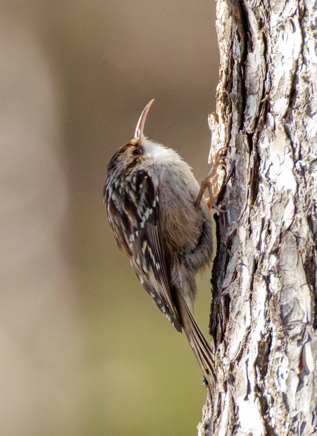 Short-toed Treecreeper, Maigmo, Alicante, Spain — photo by Orlando Prugel-Bennett