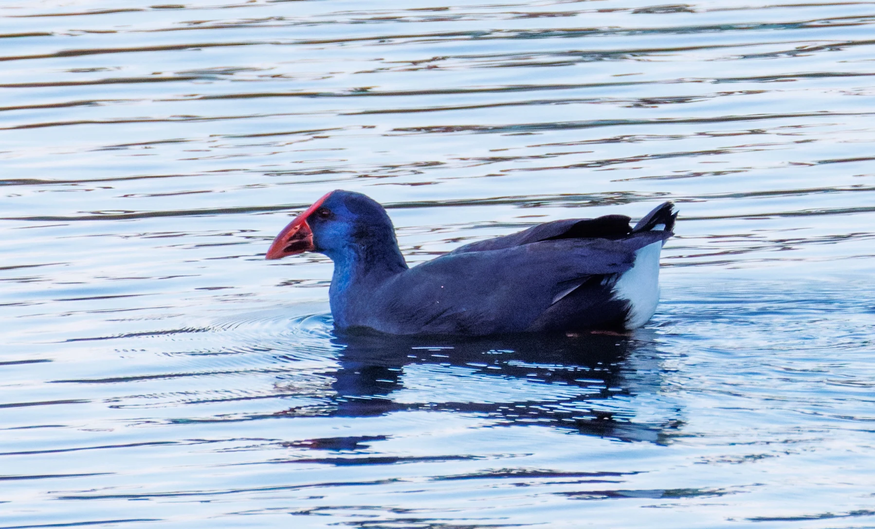 Western Swamphen, Clot de Galvany, Alicante, Spain — photo by Orlando Prugel-Bennett