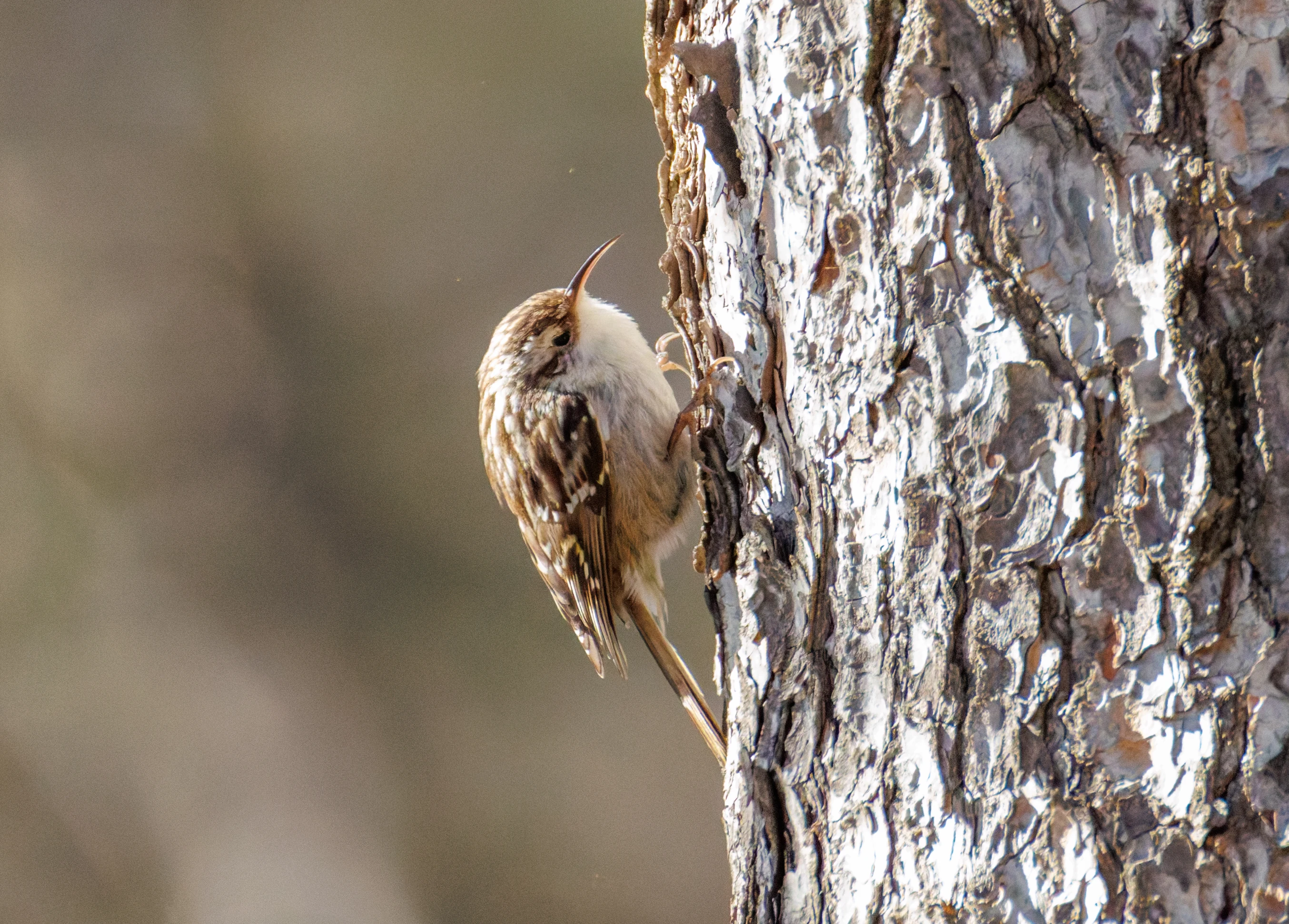Short-toed Treecreeper, Maigmo, Alicante, Spain — photo by Orlando Prugel-Bennett