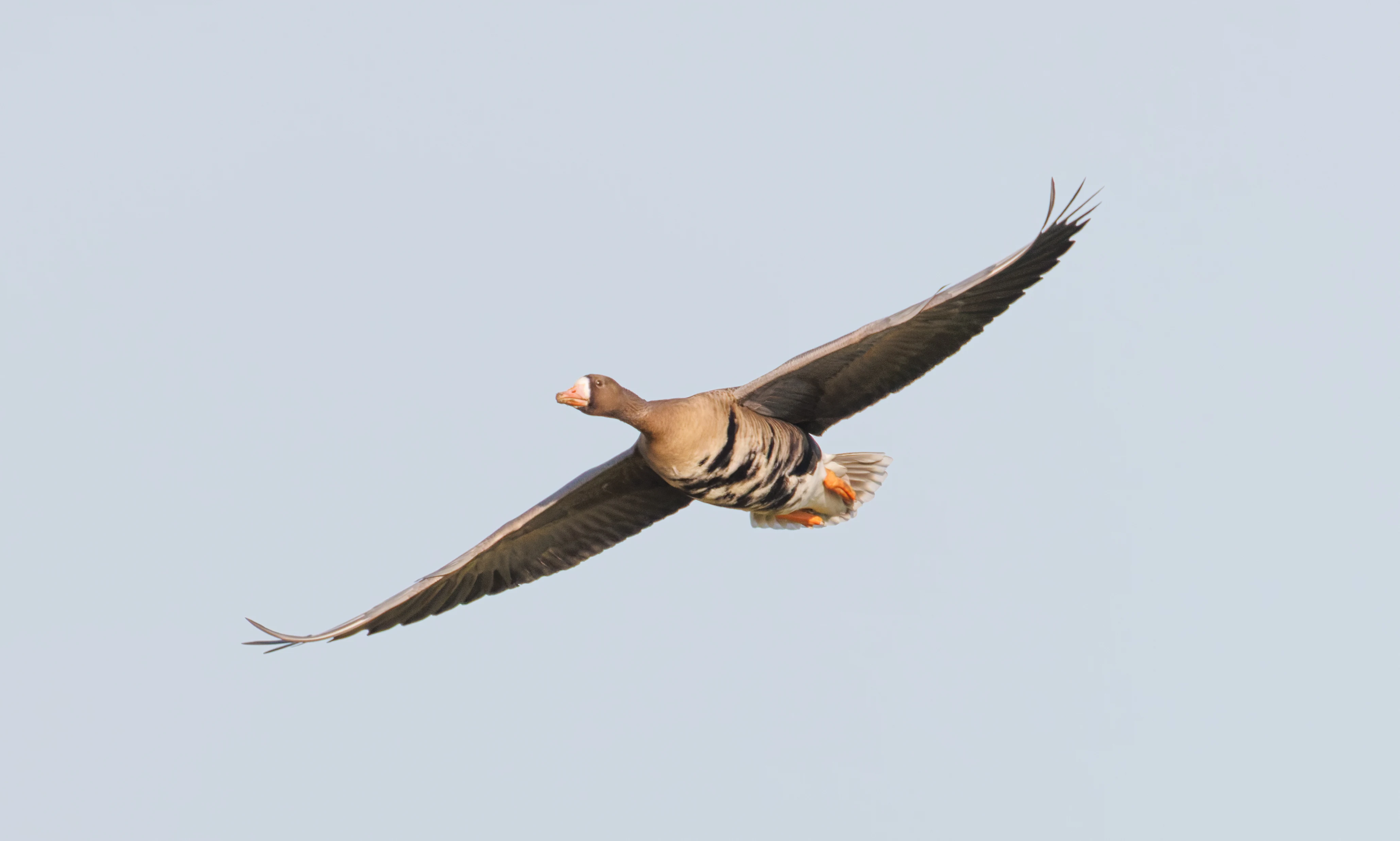 Greater White-fronted Goose, Netherlands — photo by Orlando Prugel-Bennett